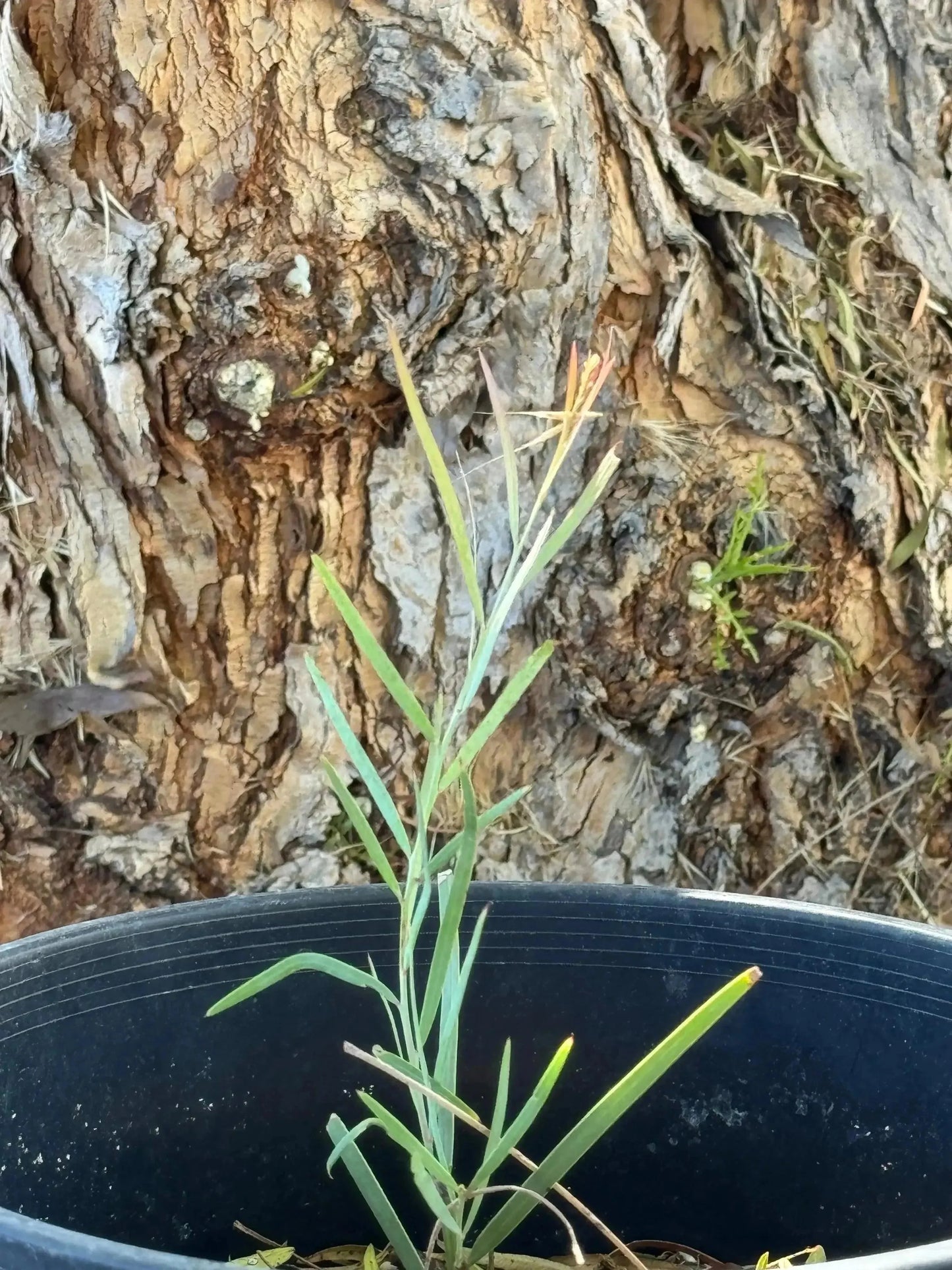 Young Acacia iteaphylla plant with slender green leaves in a black pot outdoor