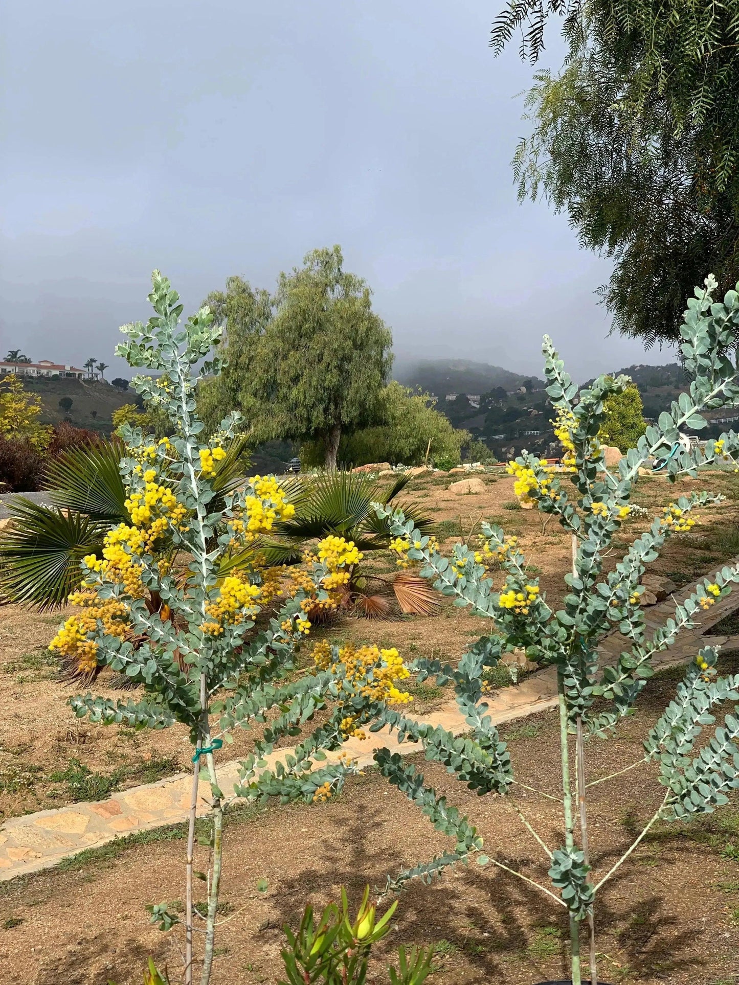 Acacia podalyriifolia: Pearl Acacia Magic, yellow pompom flowers - Bonte Farm