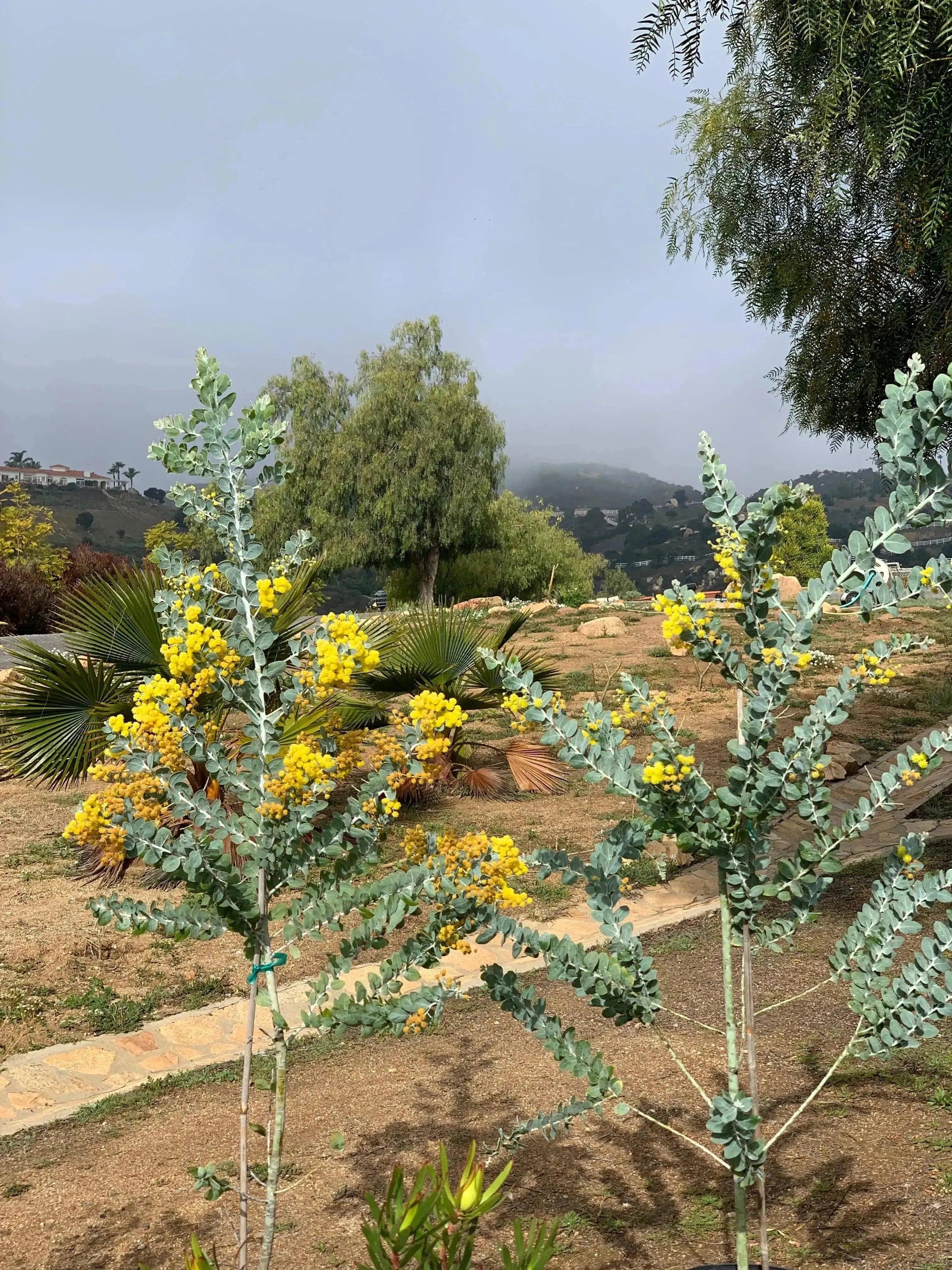 Acacia podalyriifolia: Pearl Acacia Magic, yellow pompom flowers - Bonte Farm