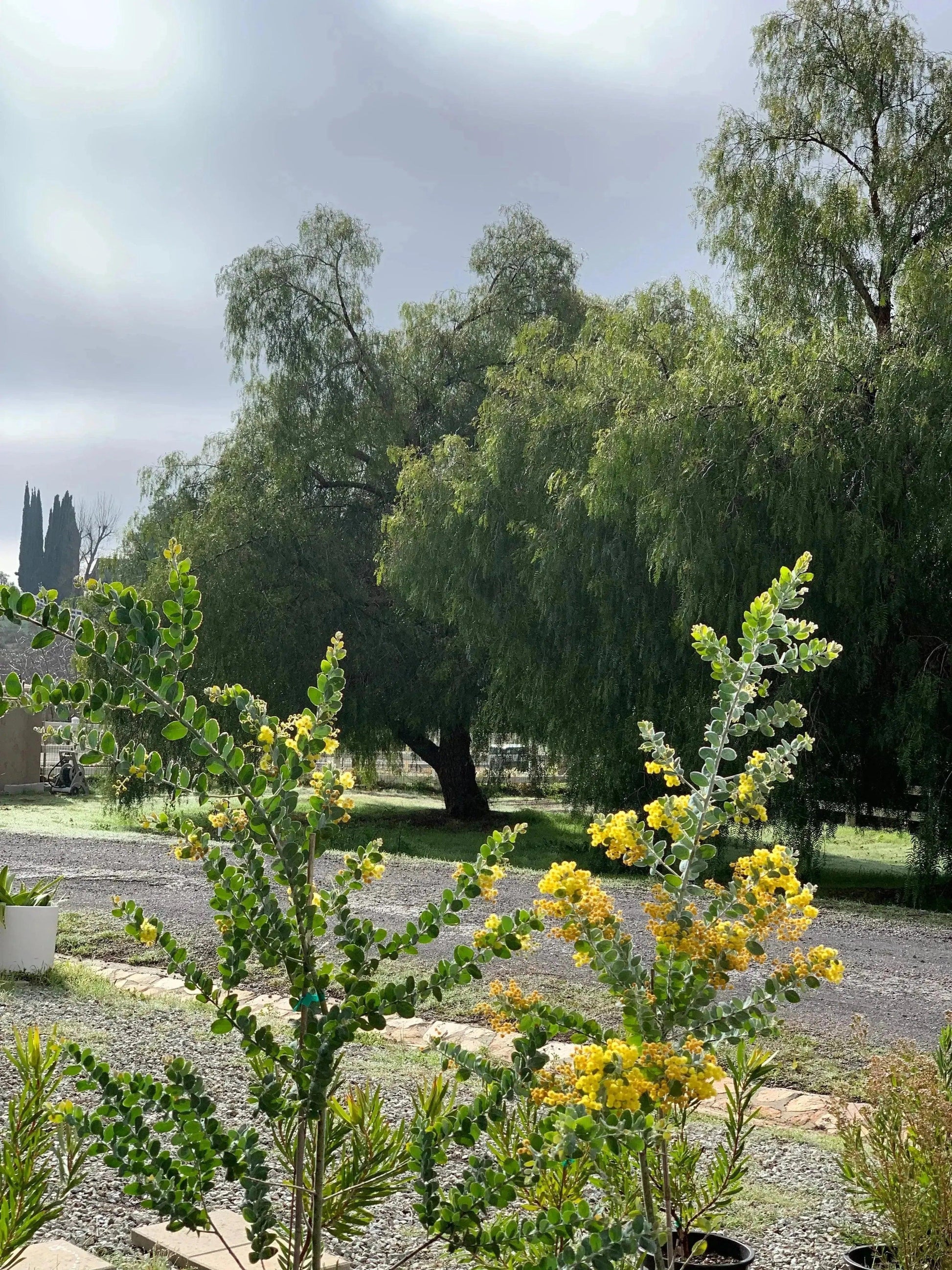 Acacia podalyriifolia: Pearl Acacia Magic, yellow pompom flowers - Bonte Farm