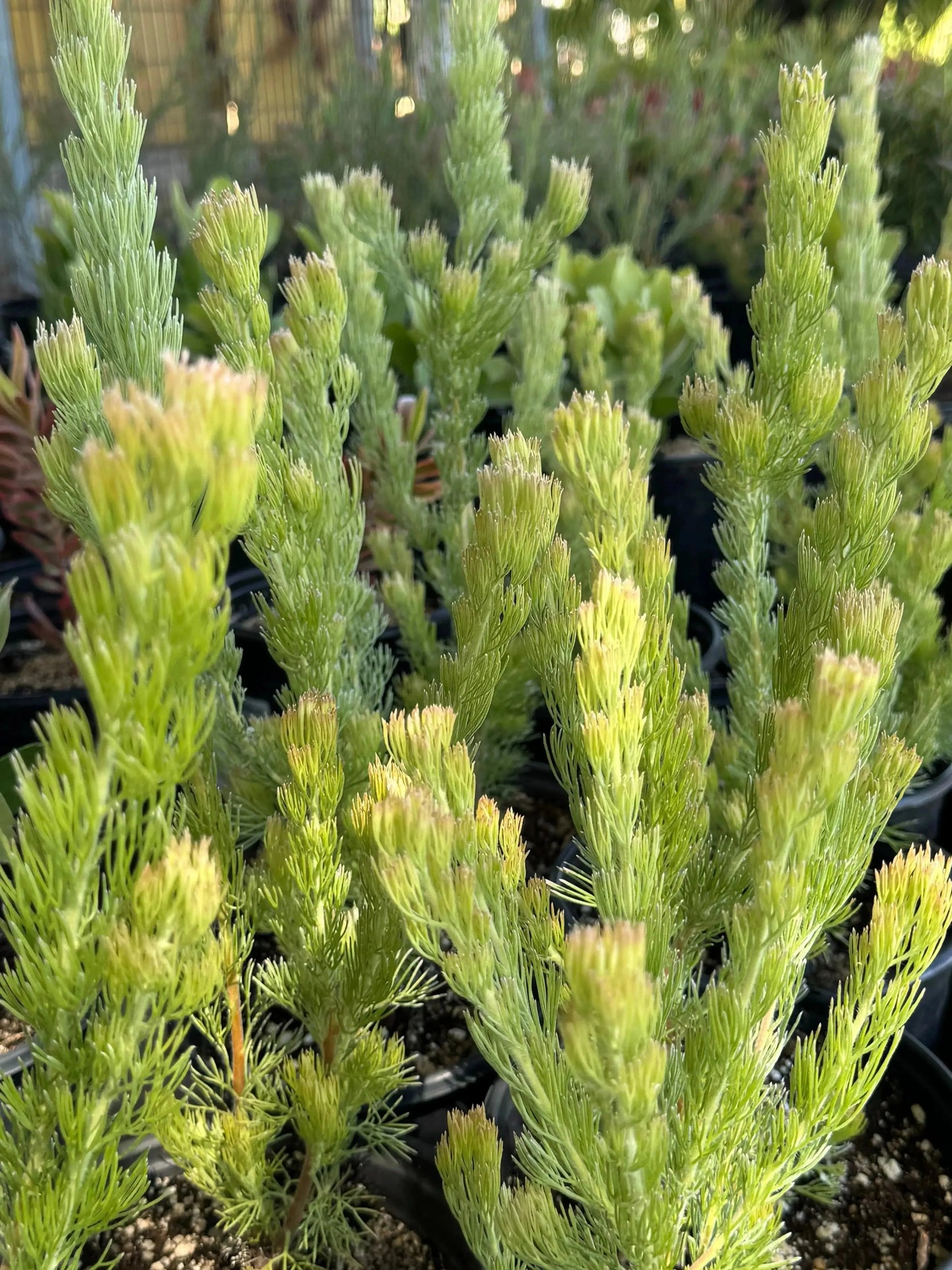 Adenanthos Woolly Bush plant with soft, needle-like green foliage in nursery pots outdoors