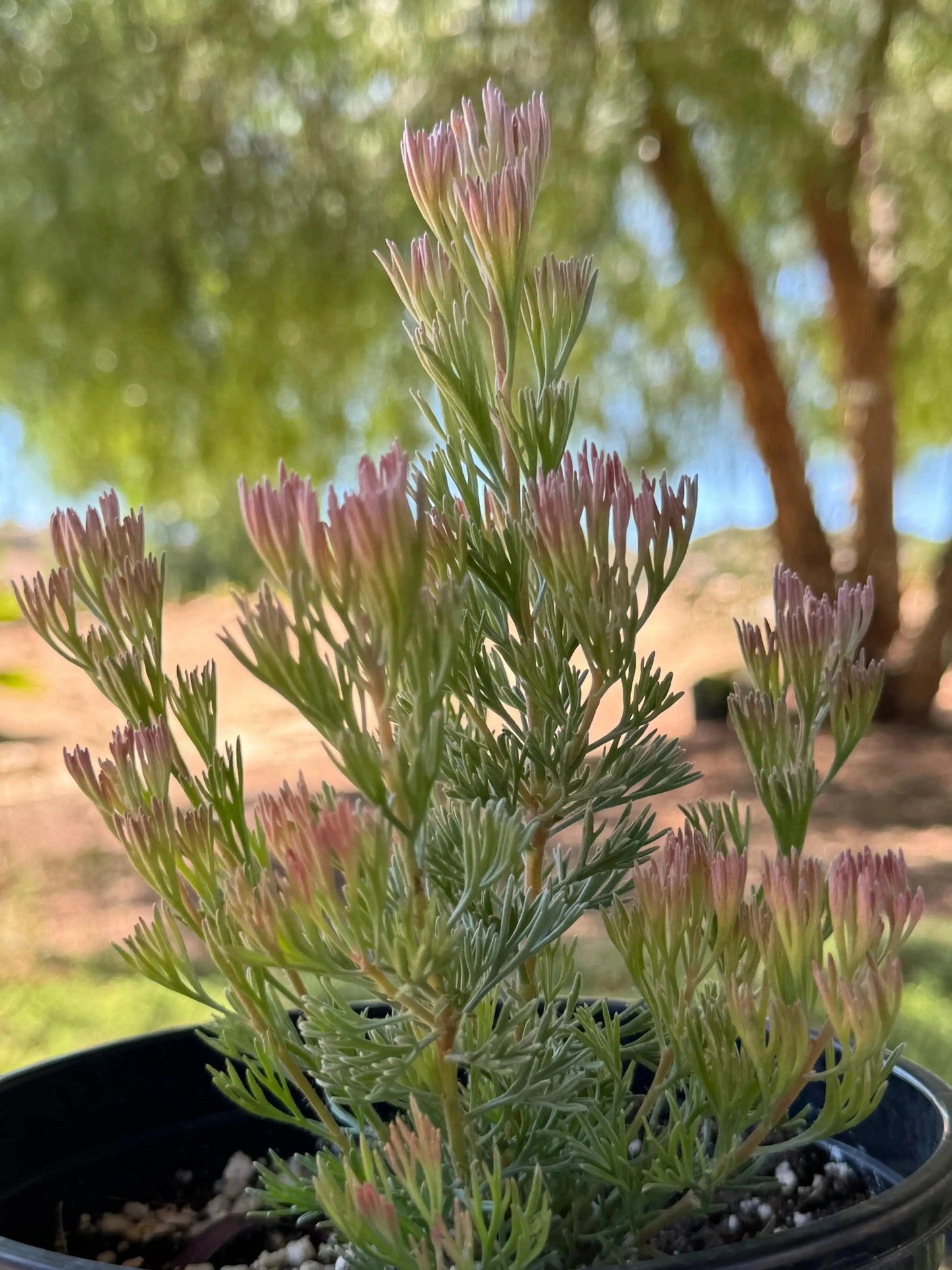 Adenanthos 'Silver Haze': Red Flowers, Feather-like Leaves - Bonte Farm