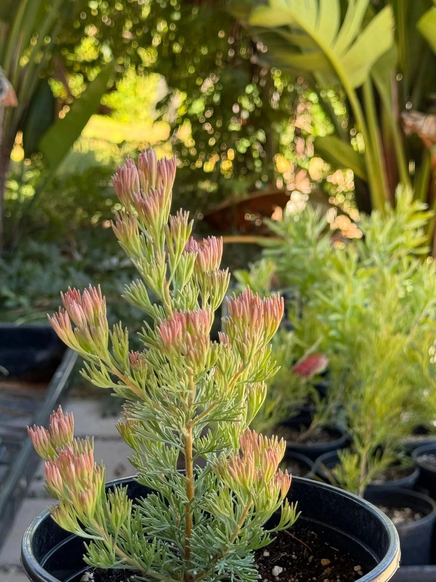 Adenanthos 'Silver Haze': Red Flowers, Feather-like Leaves - Bonte Farm