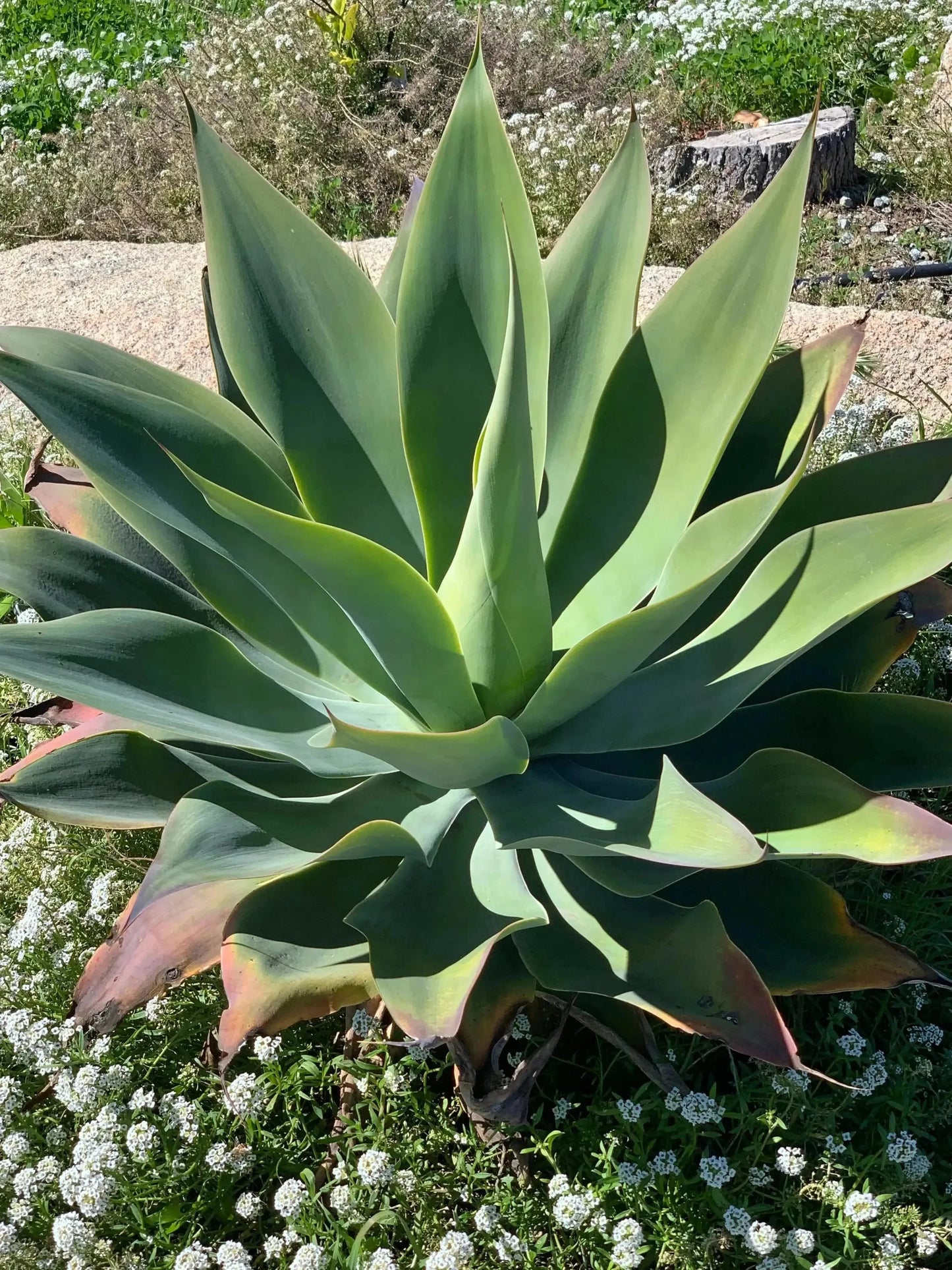 Agave Blue Flame succulent with blue-green leaves outdoors surrounded by white flowers