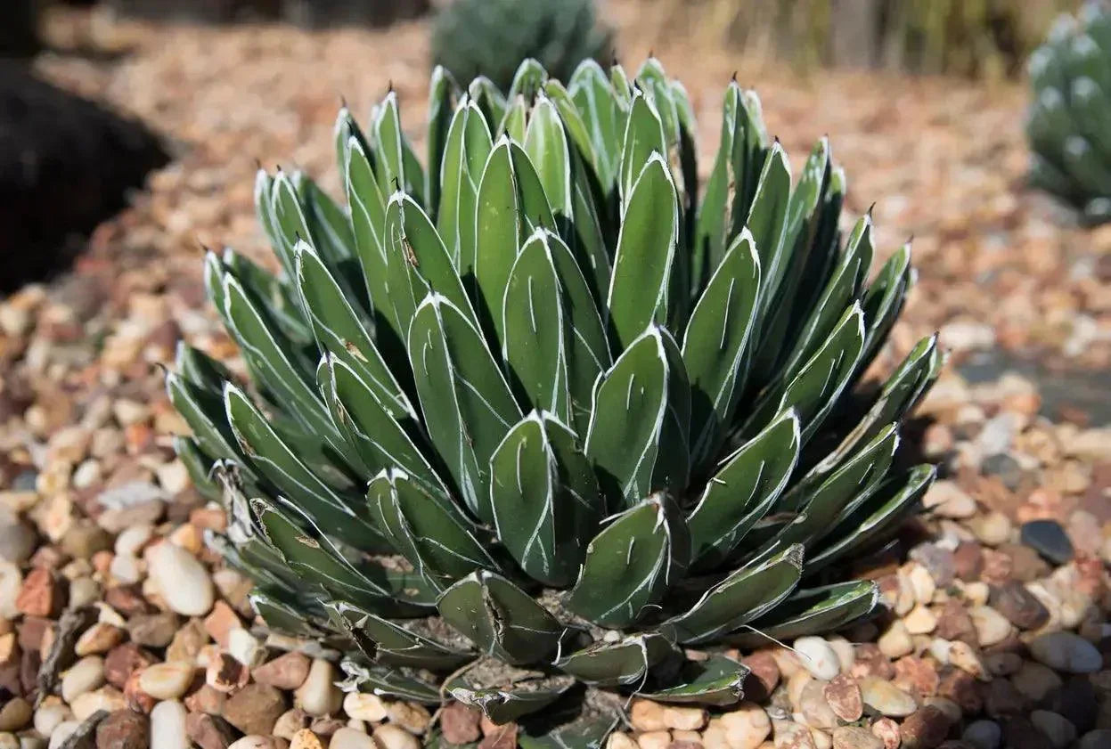 victoria succulents Agave victoriae-reginae: A Royal Succulent, Blue Symmetry Beauty – Bonte Farm