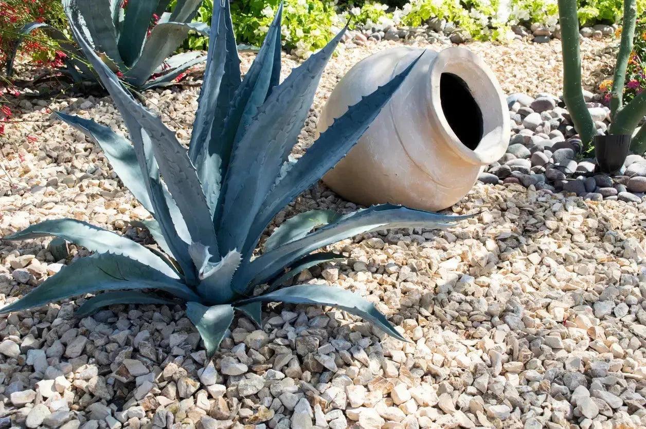 are agaves succulents Agave americana: Century Plant Succulents for Rocky Gardens – Bonte Farm