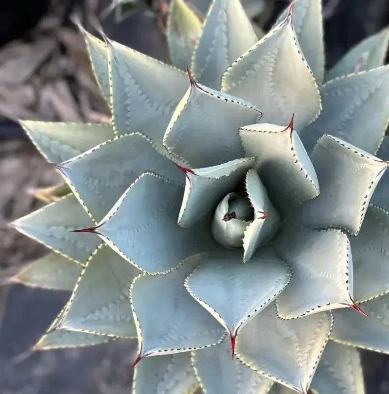 Close-up overhead view of Agave pygmaea succulent with thick pale blue-green leaves and red tips
