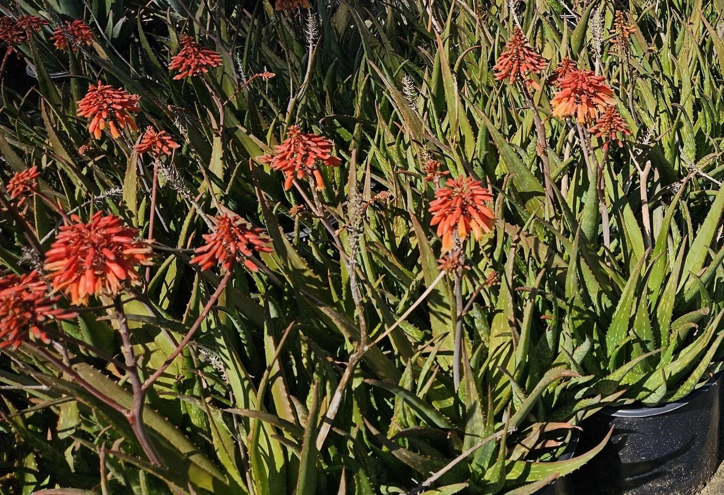 Aloe 'Rooikappie': A Fiery Little Gem, Red Flower Succulent - Bonte Farm