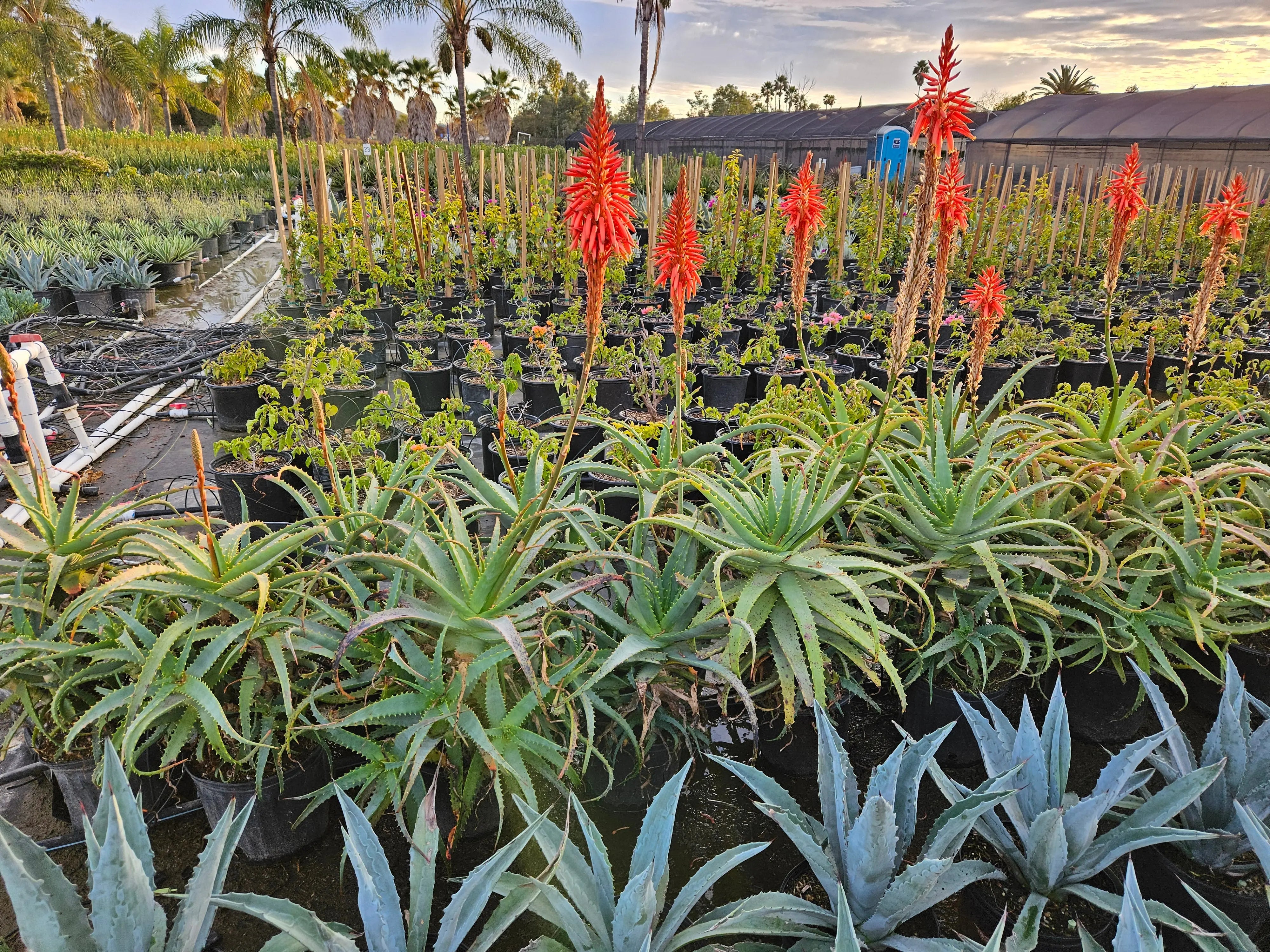 Aloe arborescens x ferox 'Tangerine' Bonte Farm