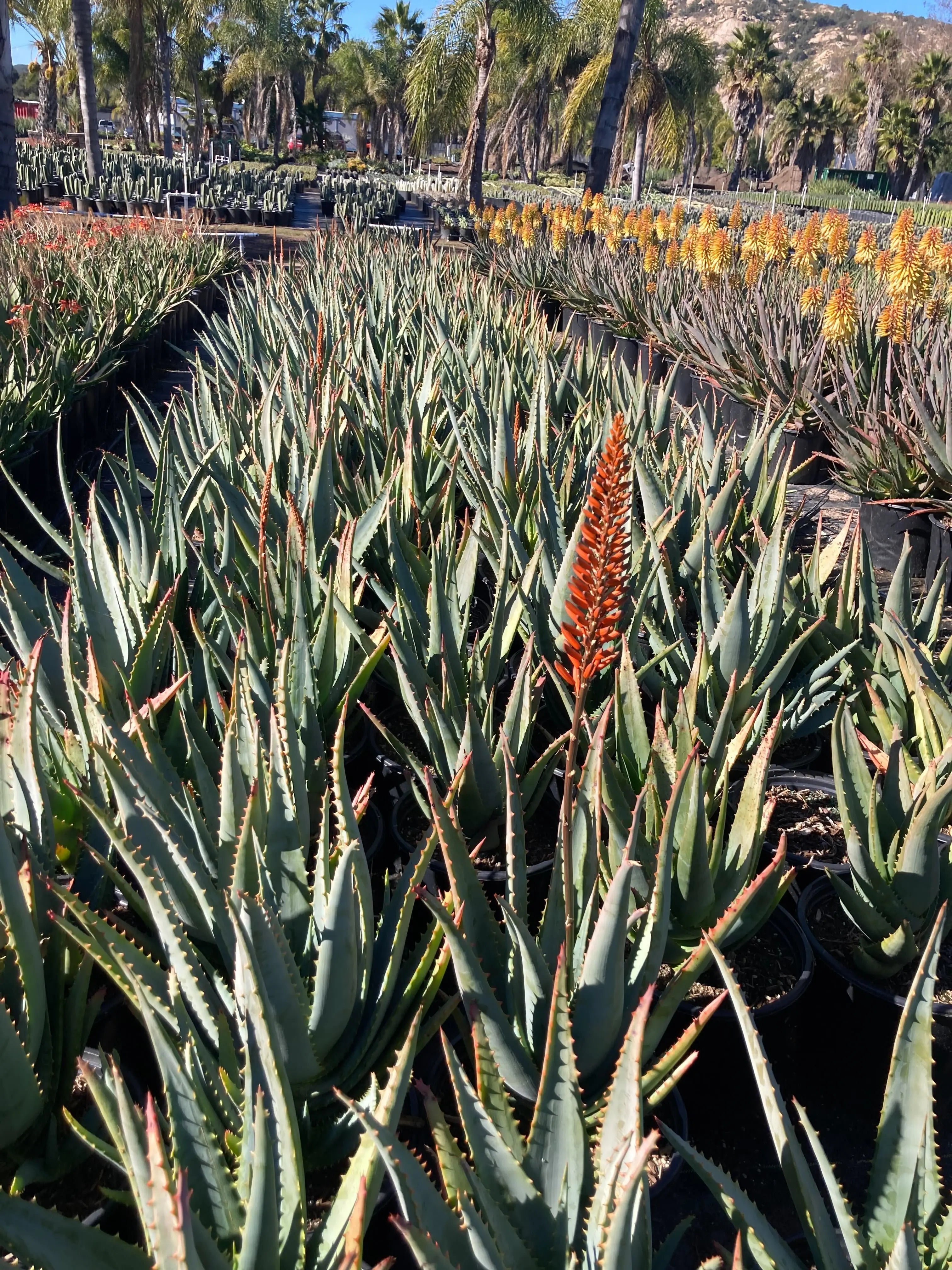 Aloe arborescens x ferox 'Tangerine' Bonte Farm