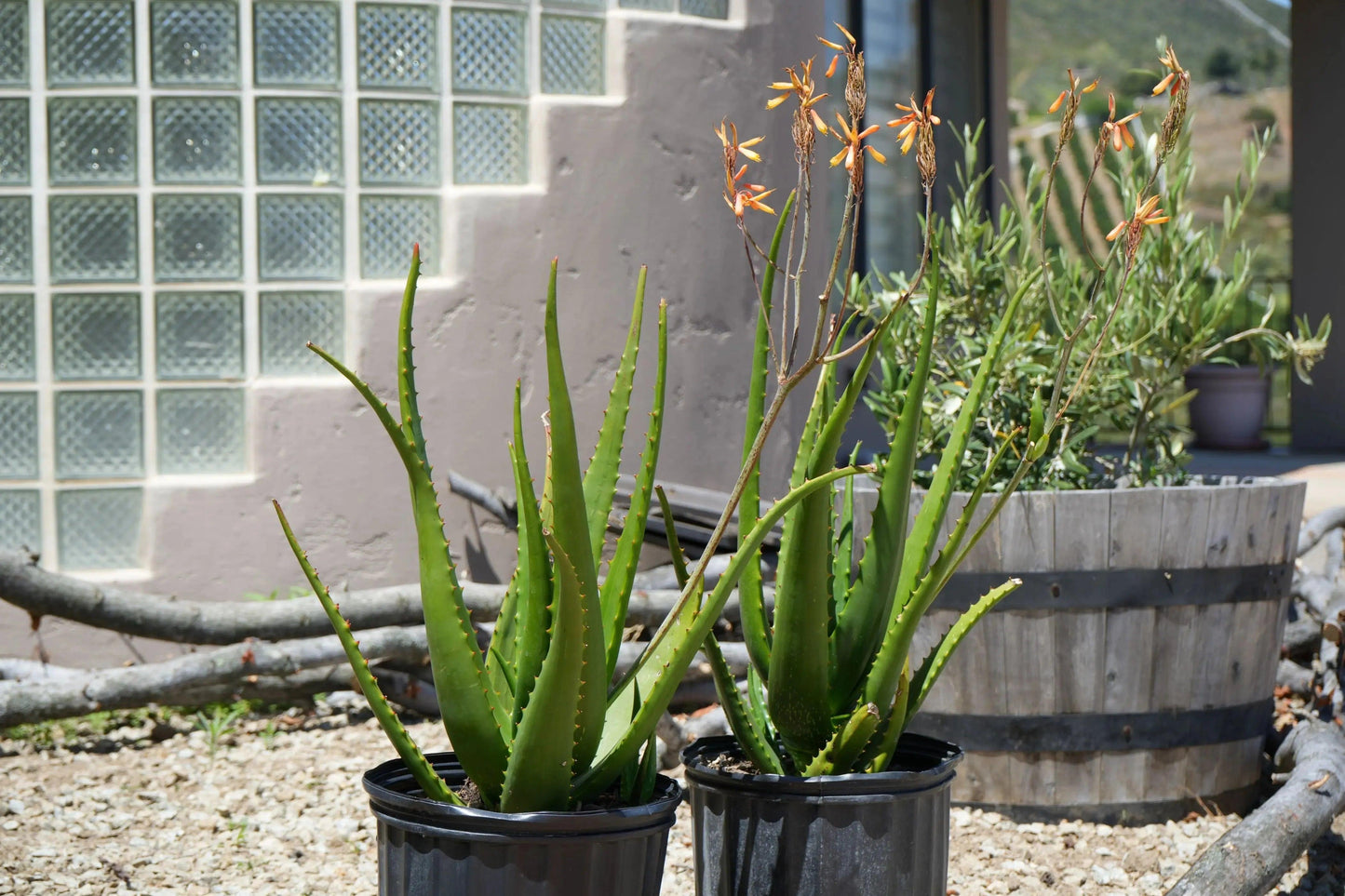 Aloe camperi: Desert Beauty, Yellow Orange Flower Succulent - Bonte Farm