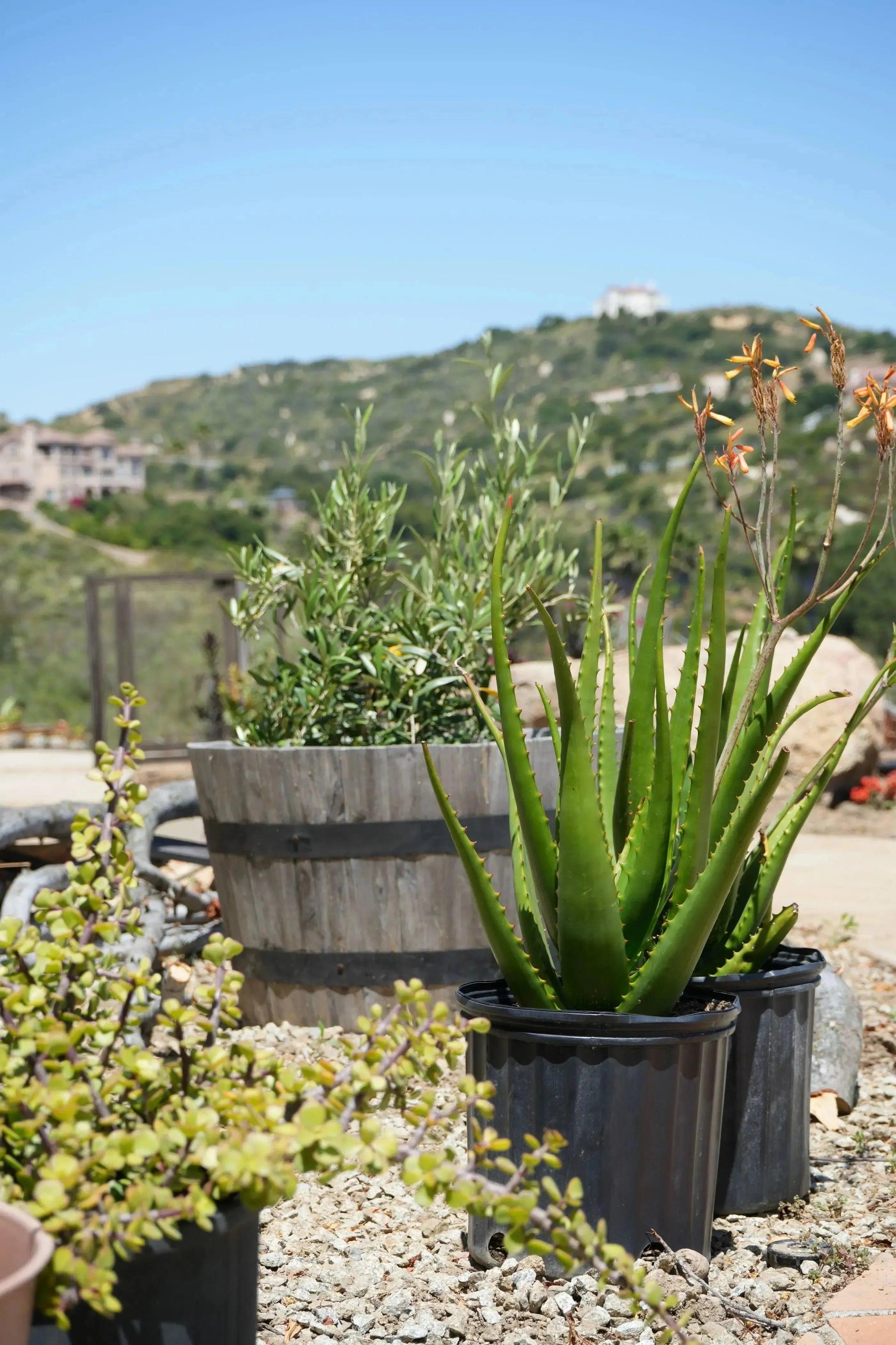 Aloe camperi: Desert Beauty, Yellow Orange Flower Succulent - Bonte Farm