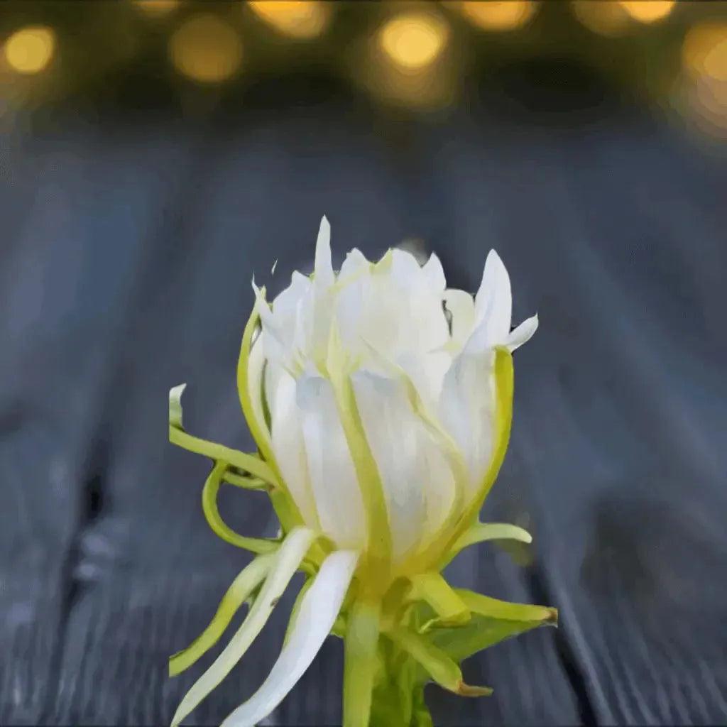 Red Dragon Fruit Plant: A Tropical Delicacy - Bonte Farm