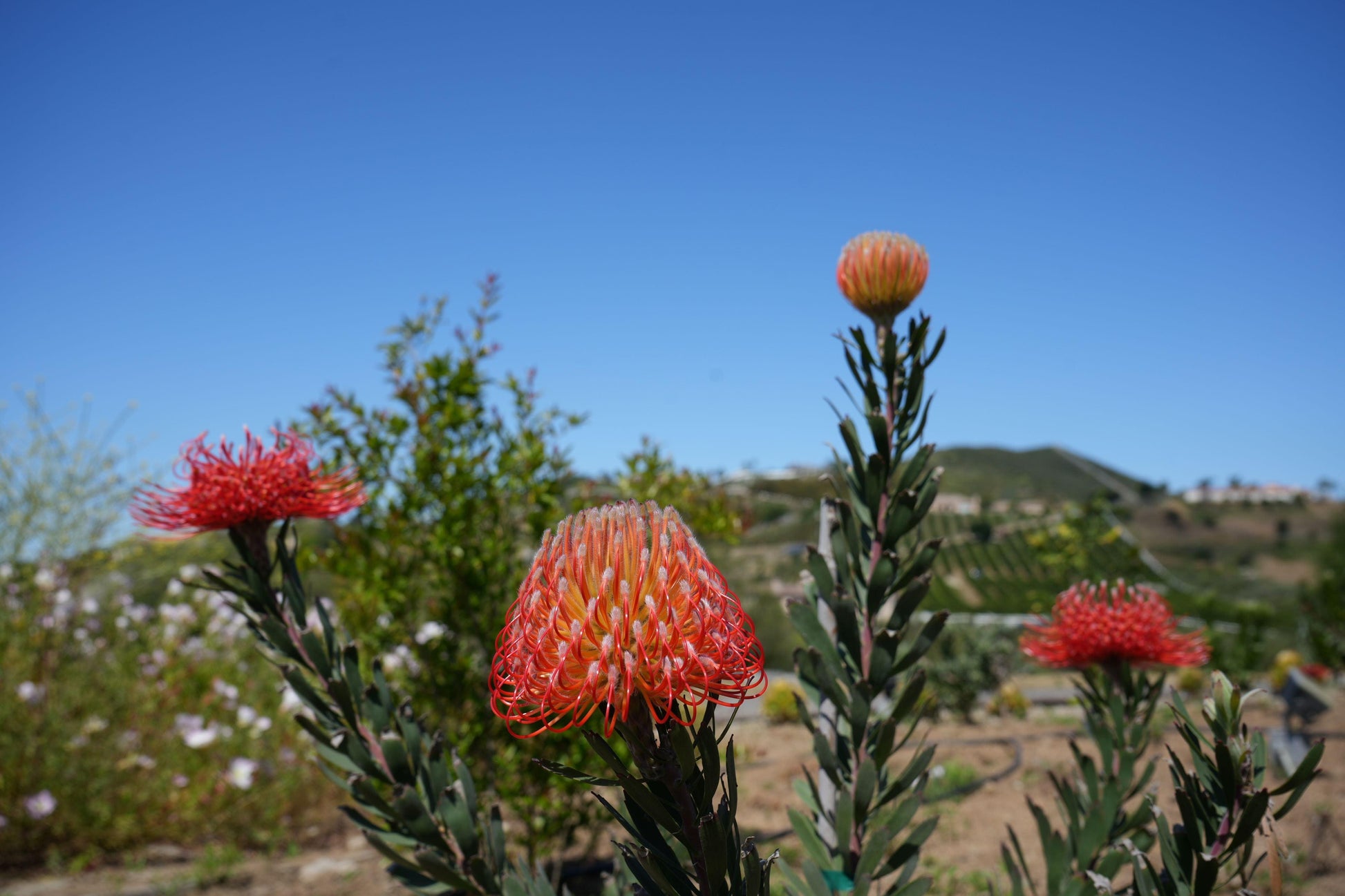 Leucospermum 'Blanche Ito': Unveiling the Pearlescent Pincushions of a Garden Gem - Bonte Farm