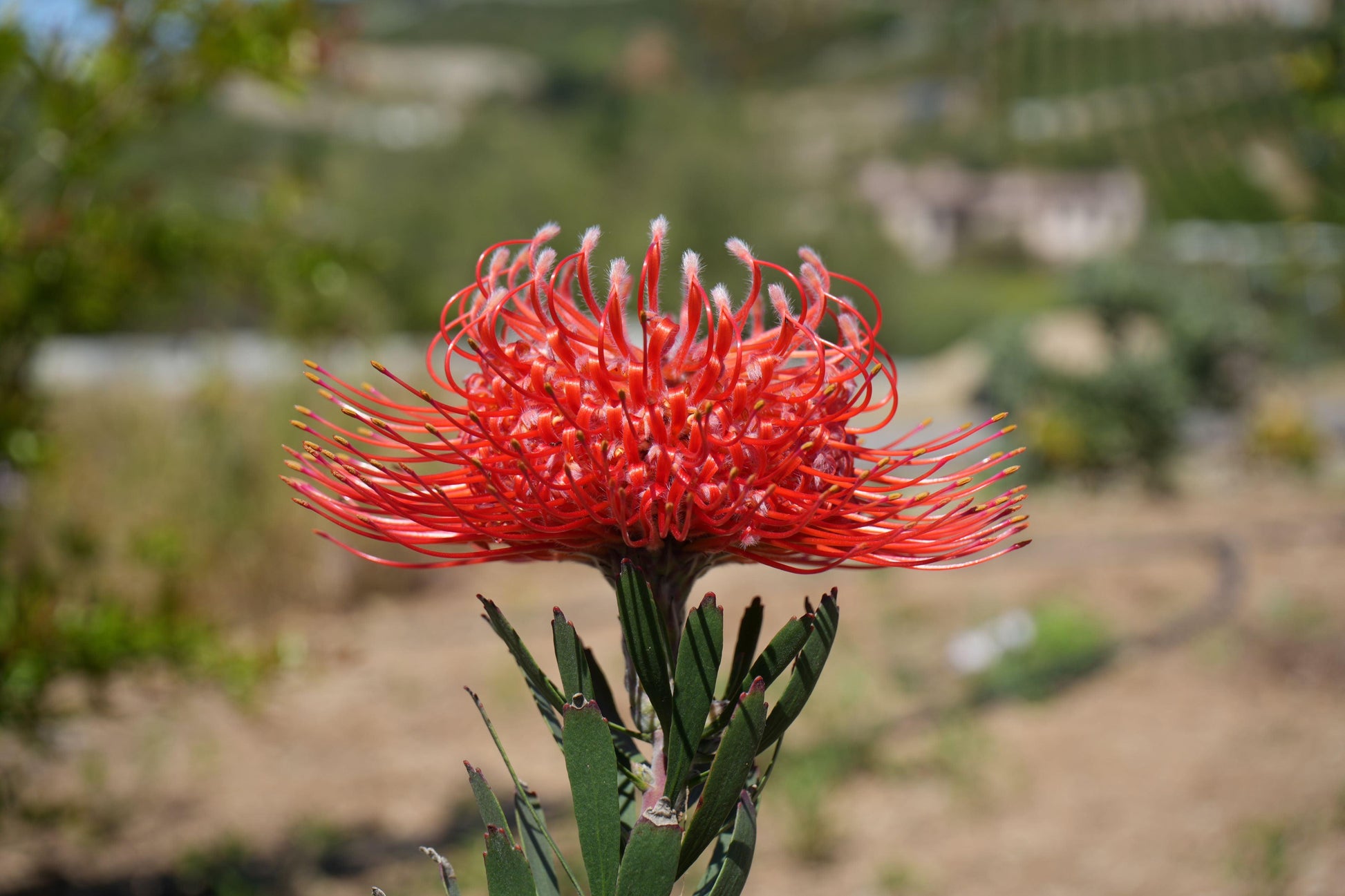 Leucospermum 'Blanche Ito': Unveiling the Pearlescent Pincushions of a Garden Gem - Bonte Farm