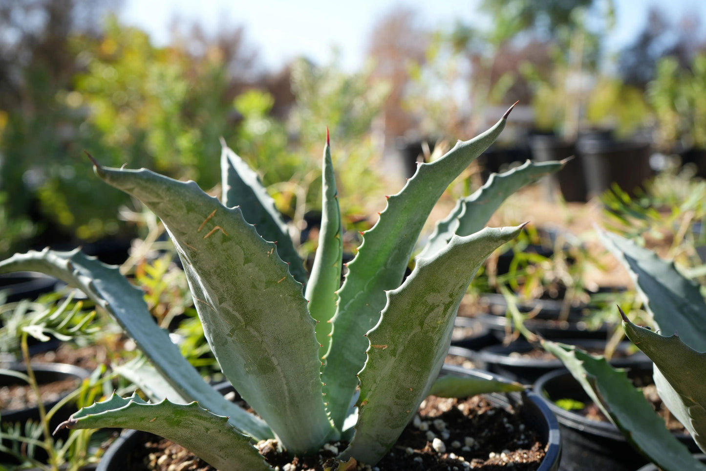 Agave americana (Century Plant): A Striking Architectural Accent - Bonte Farm