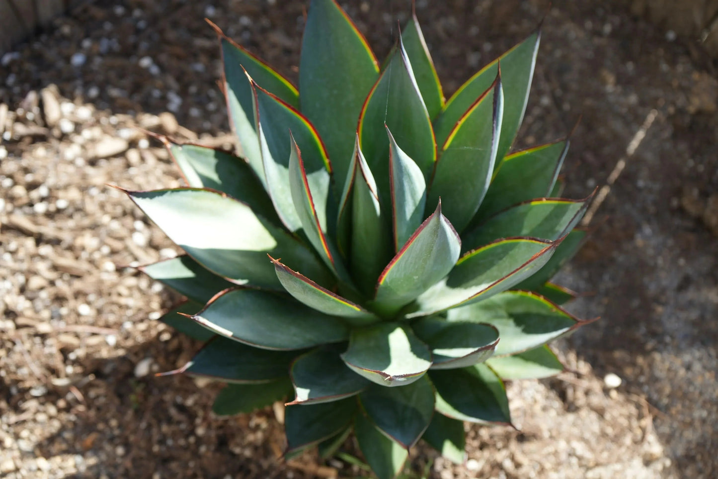 Agave Blue Glow: A Serene Splash of Color - Bonte Farm