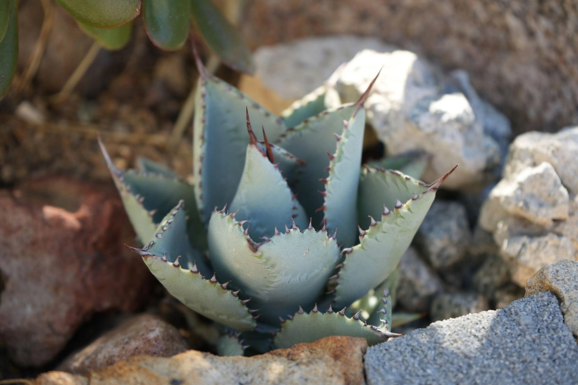 Agave pygmaea 'Dragon Toes': A Tiny, Mighty Succulent - Bonte Farm