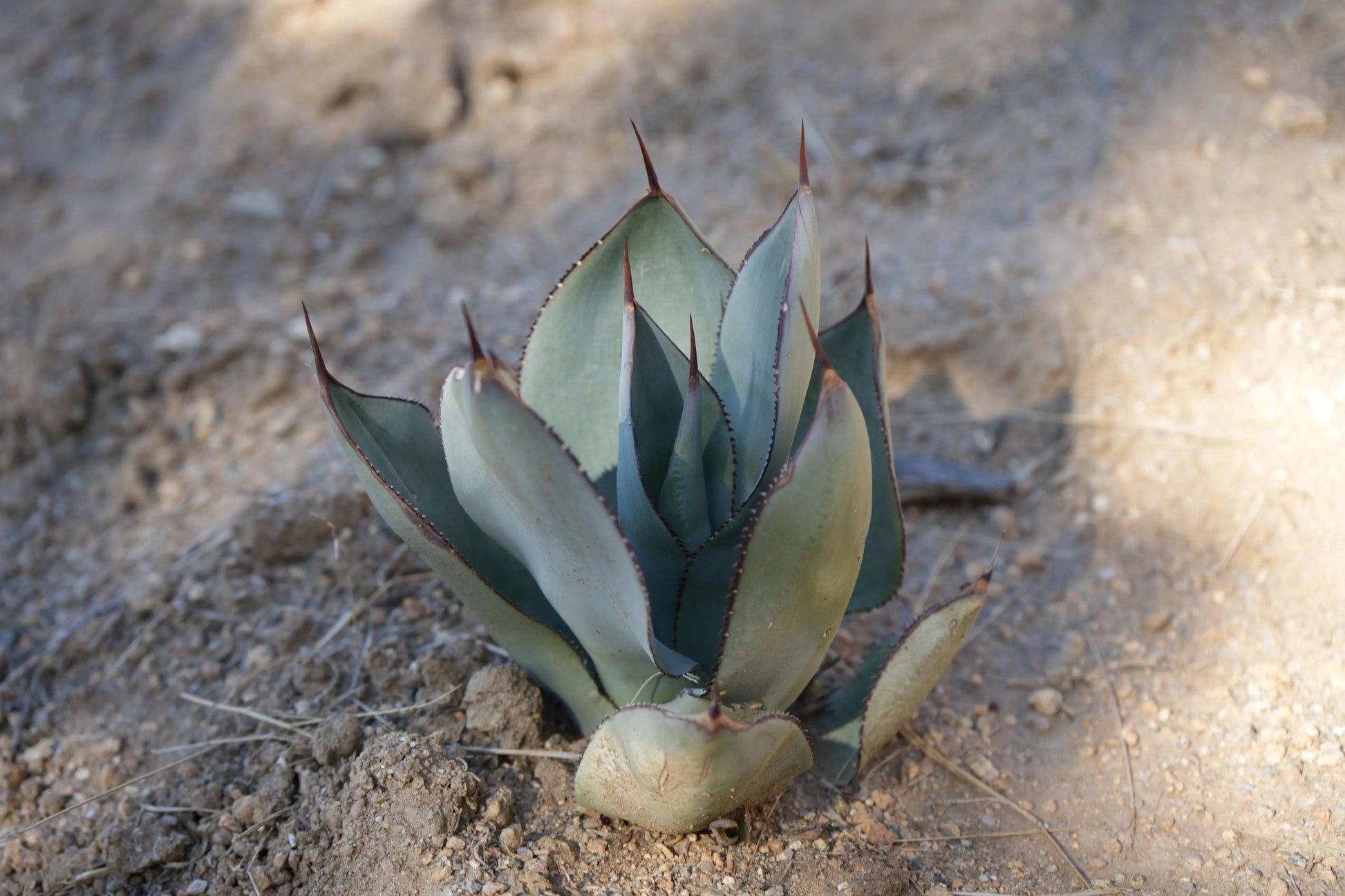 Agave Celsii 'Nova': A Stellar Addition to Your Garden - Bonte Farm