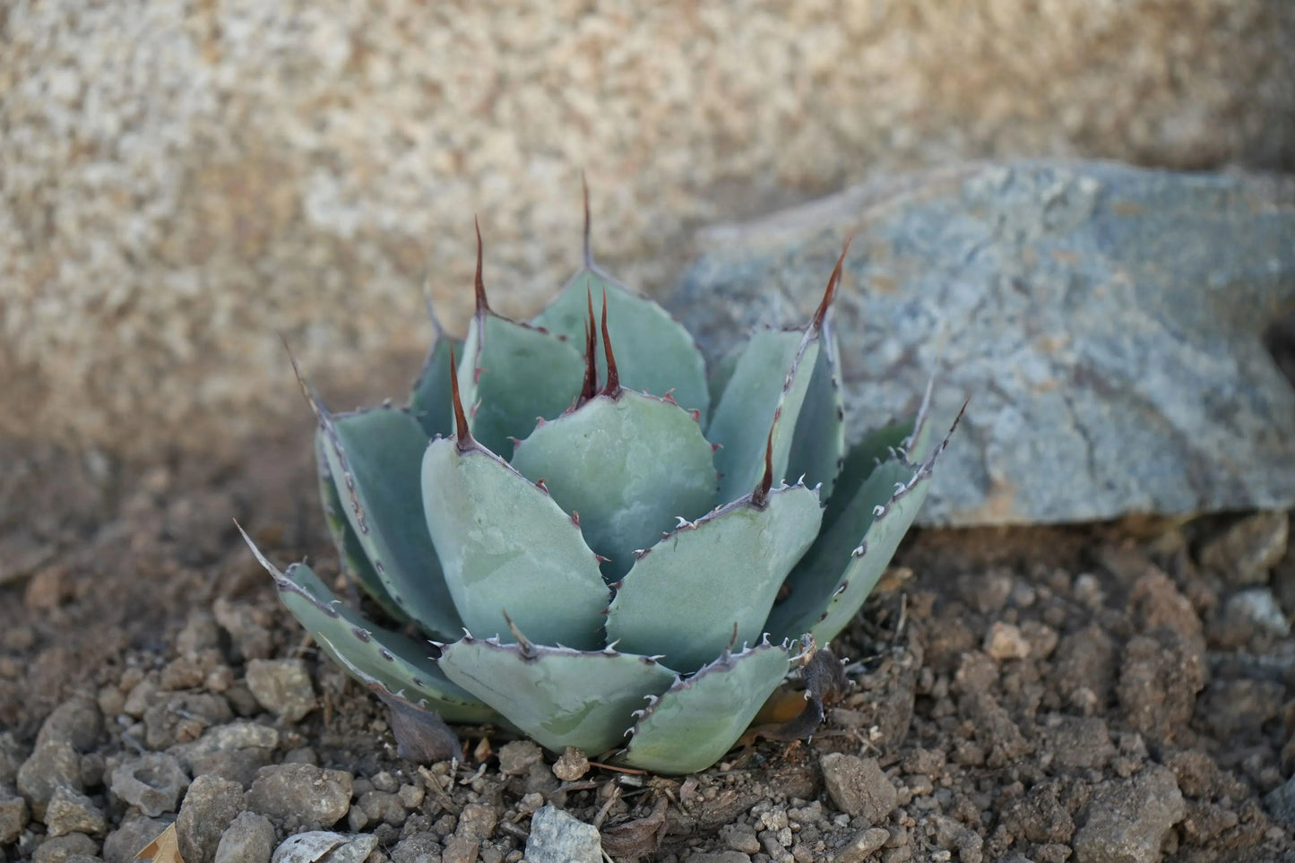 Agave truncata plant with thick blue-green leaves and sharp brown spines, growing in rocky soil