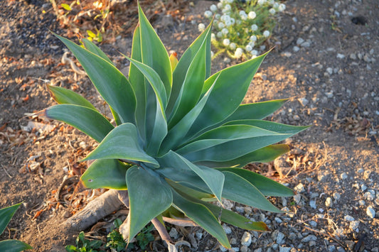 Agave Blue Flame: A Blazing Desert Beauty Succulent - Bonte Farm