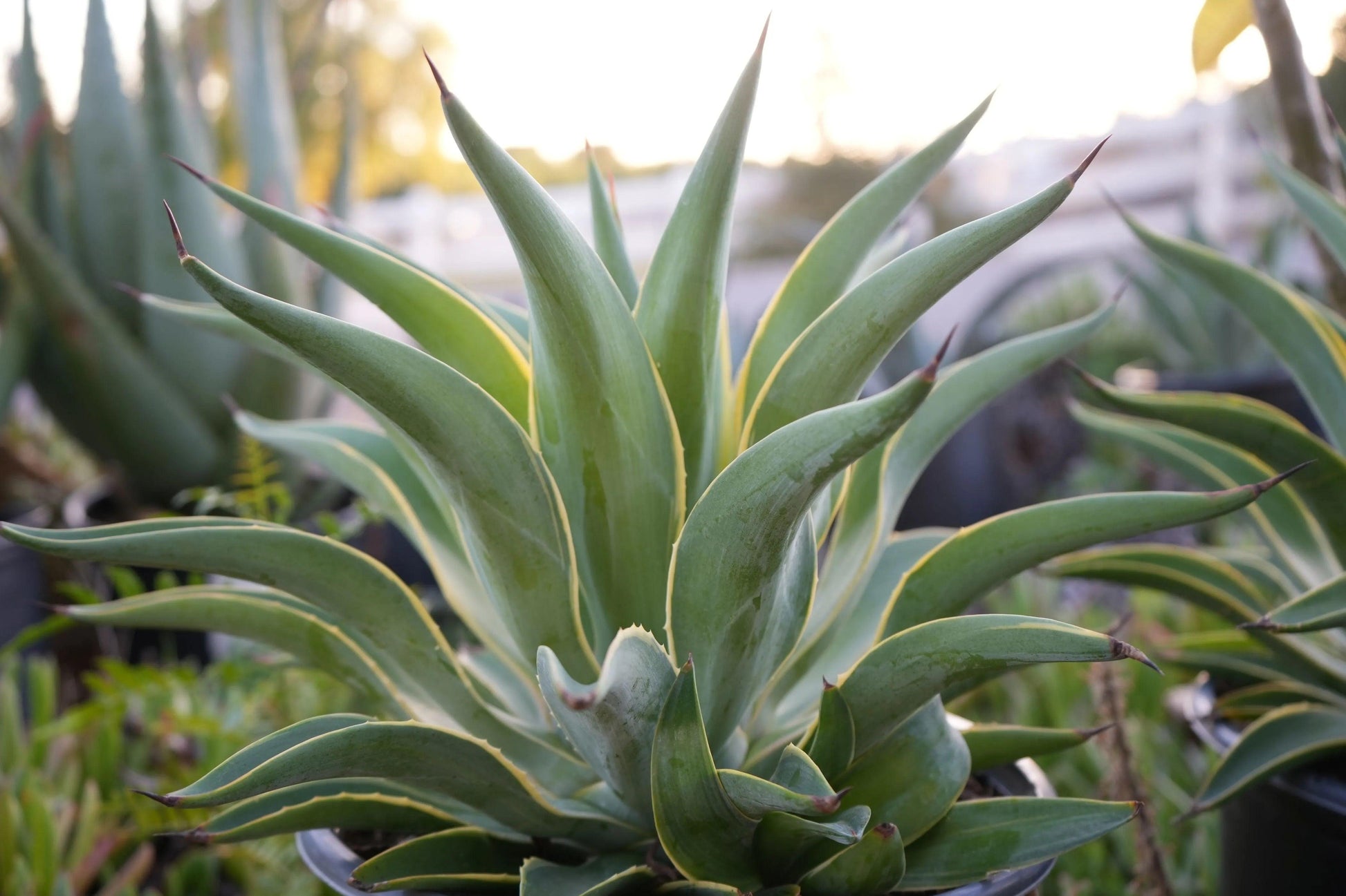 Agave desmettiana: A Graceful Desert Gem - Bonte Farm