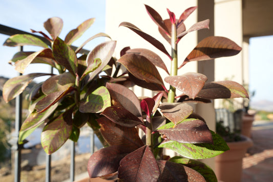 Euphorbia umbellata 'Rubra': Ignite Your Garden with Vibrant Color - Bonte Farm
