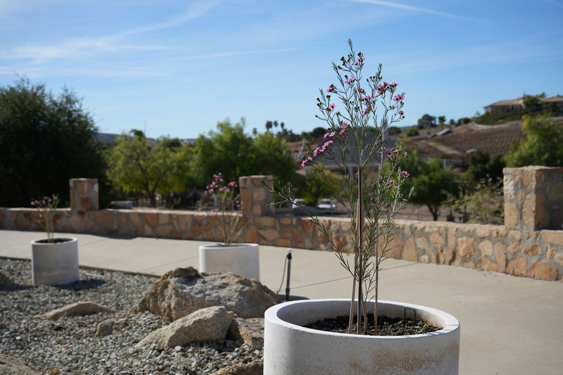Chamelaucium uncinatum Waxflower: A Burst of Beauty - Bonte Farm