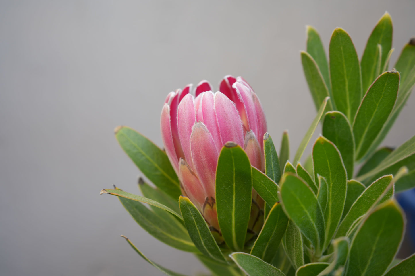 Protea 'Trish Compacta': Vibrant Pink Flowering Protea Plant - Bonte Farm