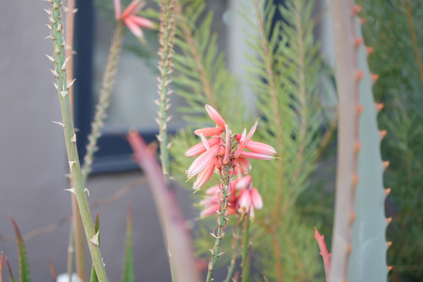 Aloe 'Safari Rose': A Desert Sunset in a Pot - Bonte Farm