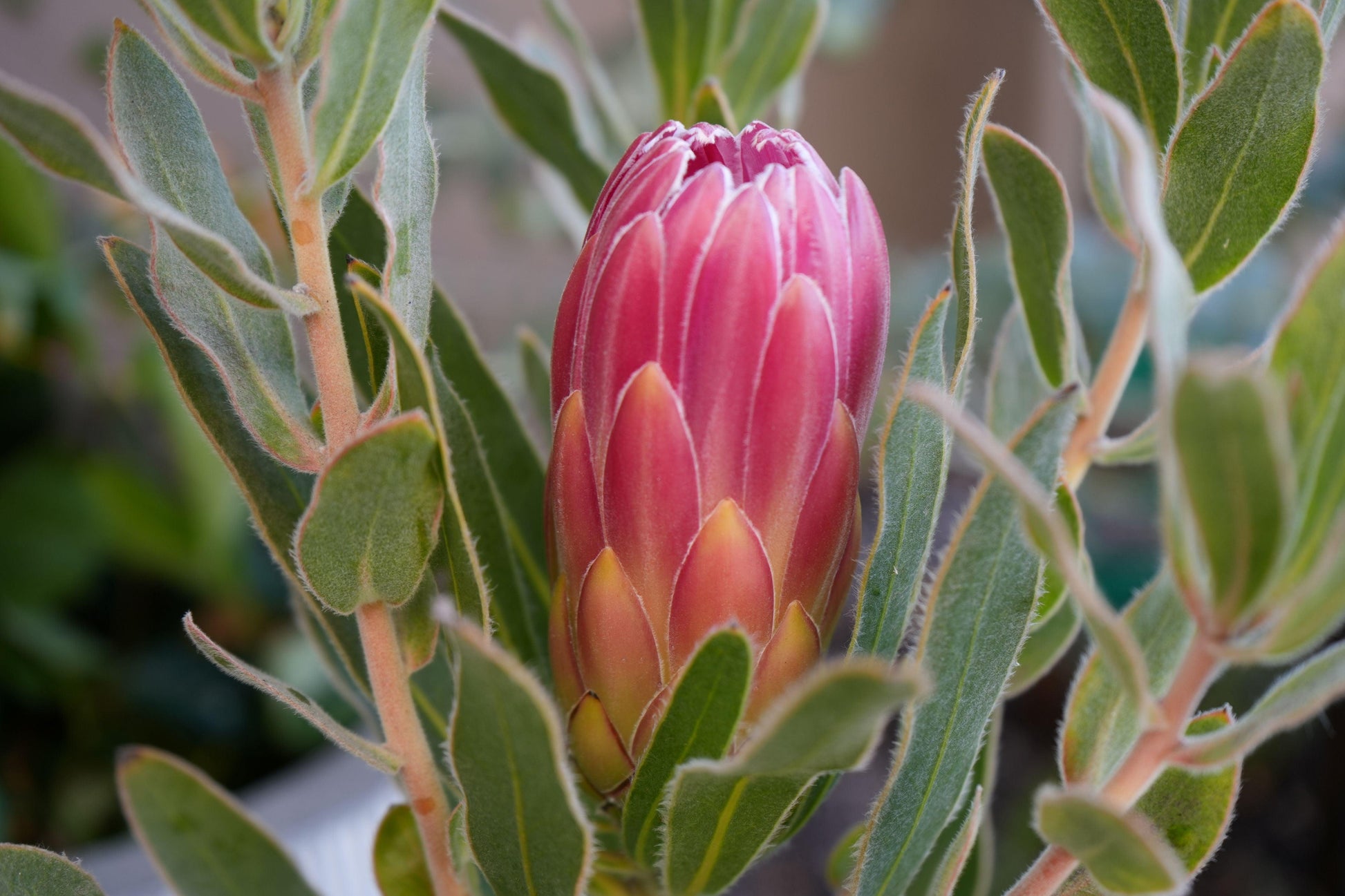 Protea 'Brenda': A Vibrant Splash of Color, Deep Red Creamy White Beauty - Bonte Farm