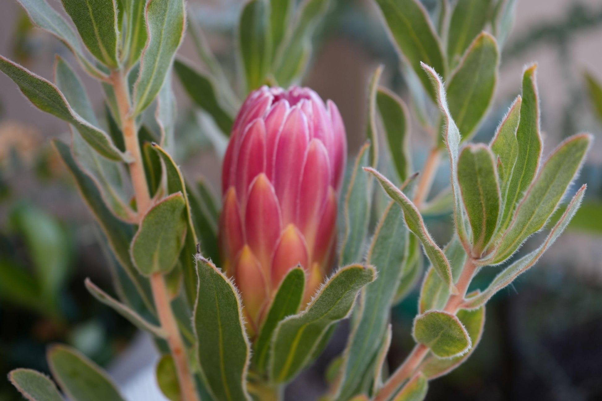 Protea 'Brenda': A Vibrant Splash of Color, Deep Red Creamy White Beauty - Bonte Farm