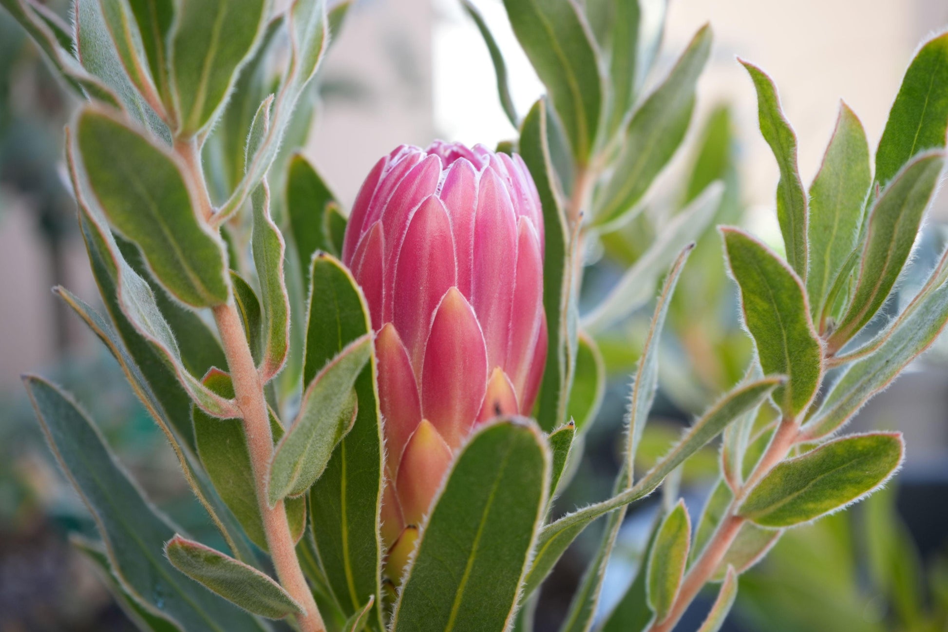 Protea 'Brenda': A Vibrant Splash of Color, Deep Red Creamy White Beauty - Bonte Farm