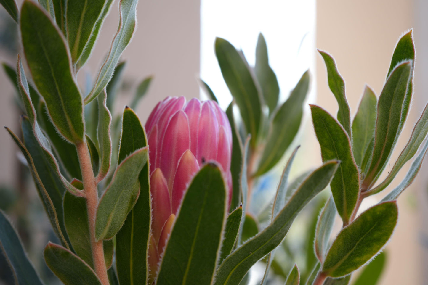 Protea 'Brenda': A Vibrant Splash of Color, Deep Red Creamy White Beauty - Bonte Farm