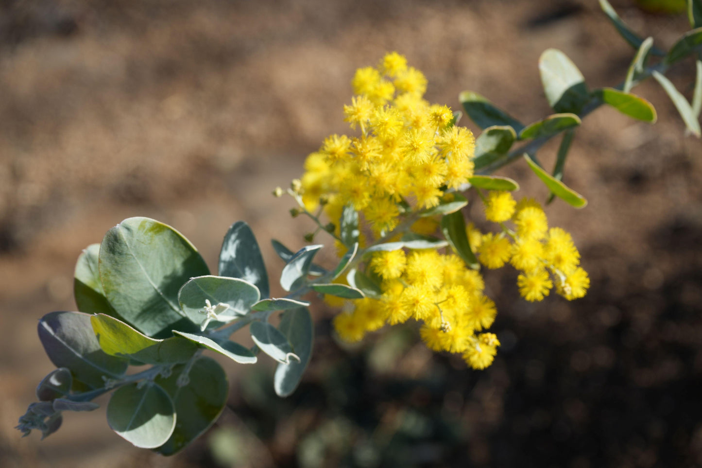 Close-up of Acacia podyliifolia branch with yellow fluffy flowers and green leaves on blurred natural background