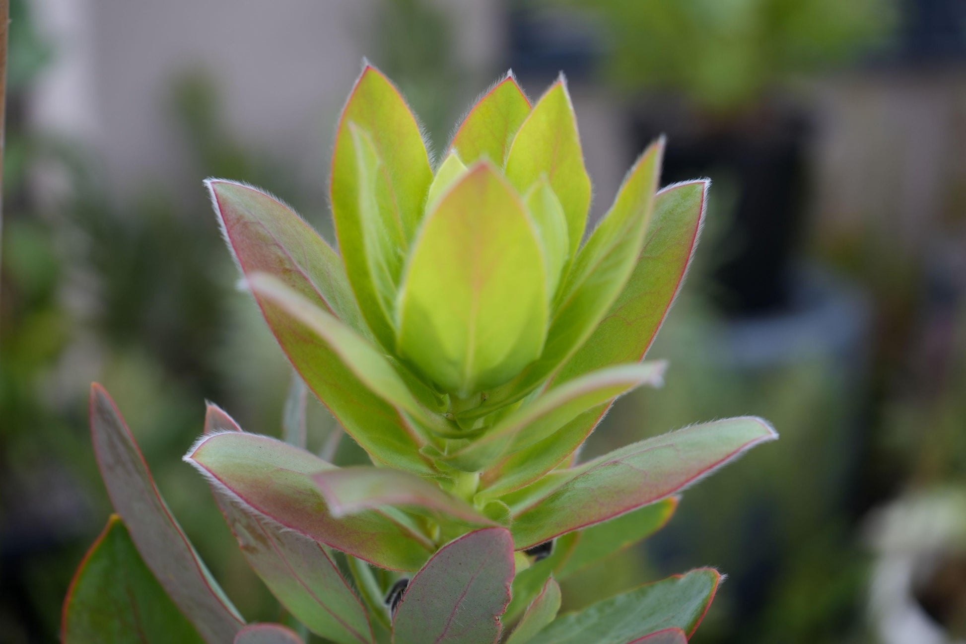 Protea Eximia: A Majestic Emblem of South Africa, Showy Pink Cream Flowers - Bonte Farm