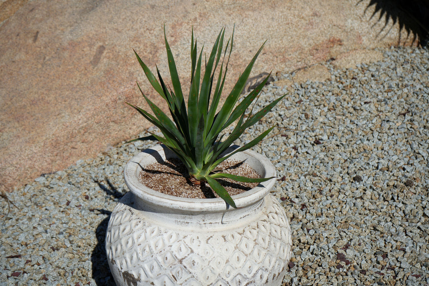 Dracaena draco: The Majestic Dragon Tree for Your Landscape - Bonte Farm