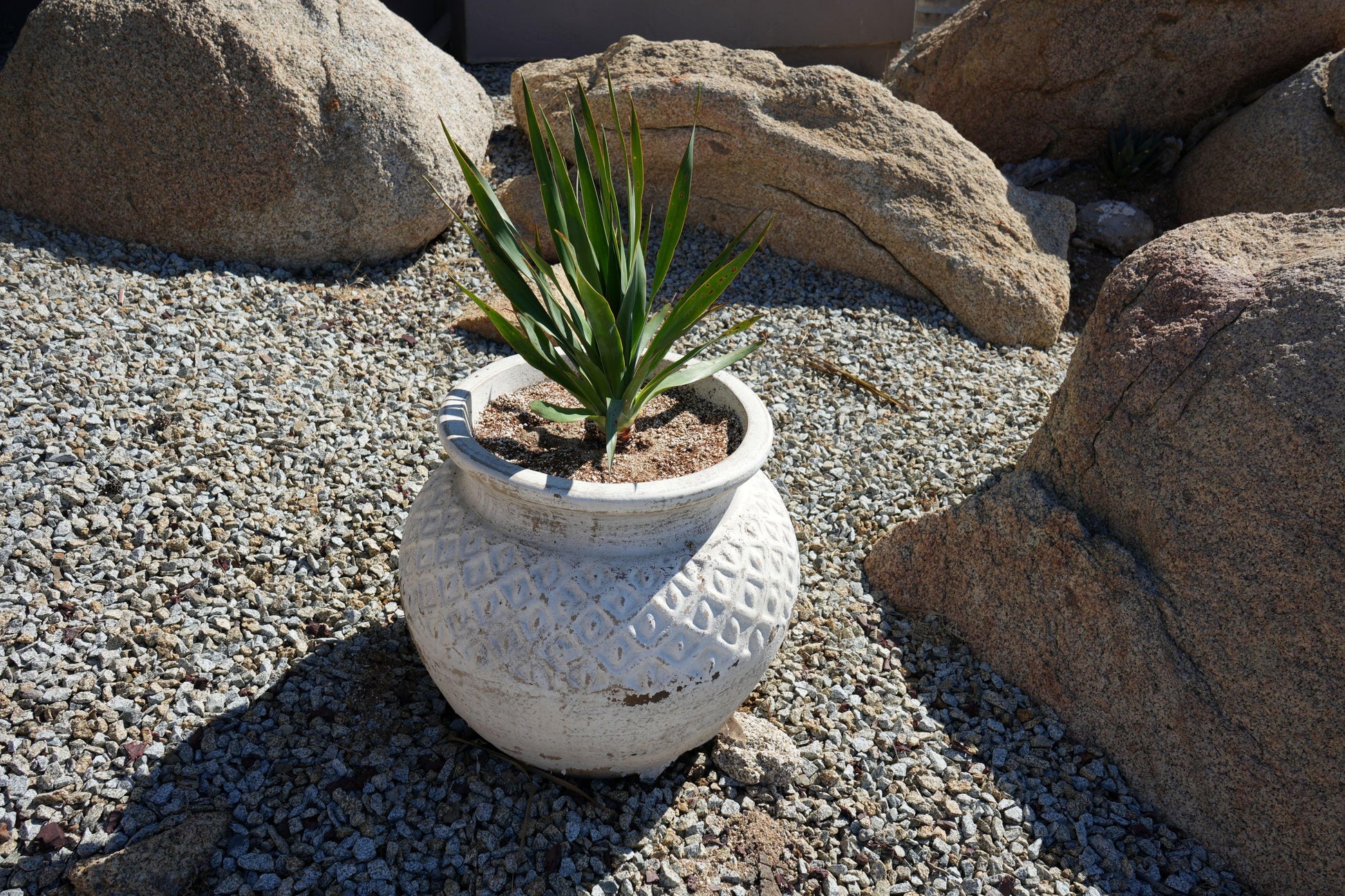 Dracaena draco: The Majestic Dragon Tree for Your Landscape - Bonte Farm