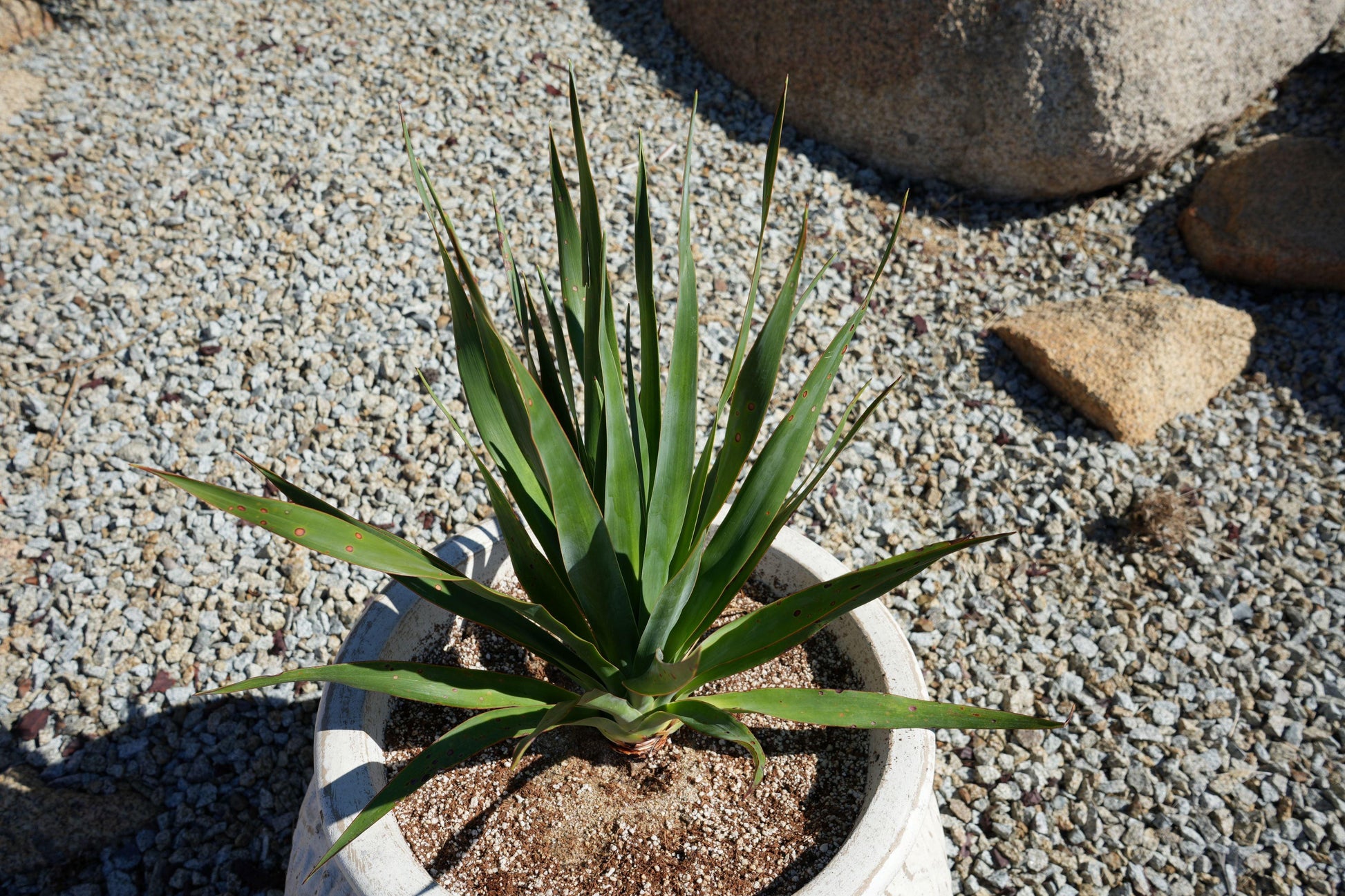 Dracaena draco: The Majestic Dragon Tree for Your Landscape - Bonte Farm