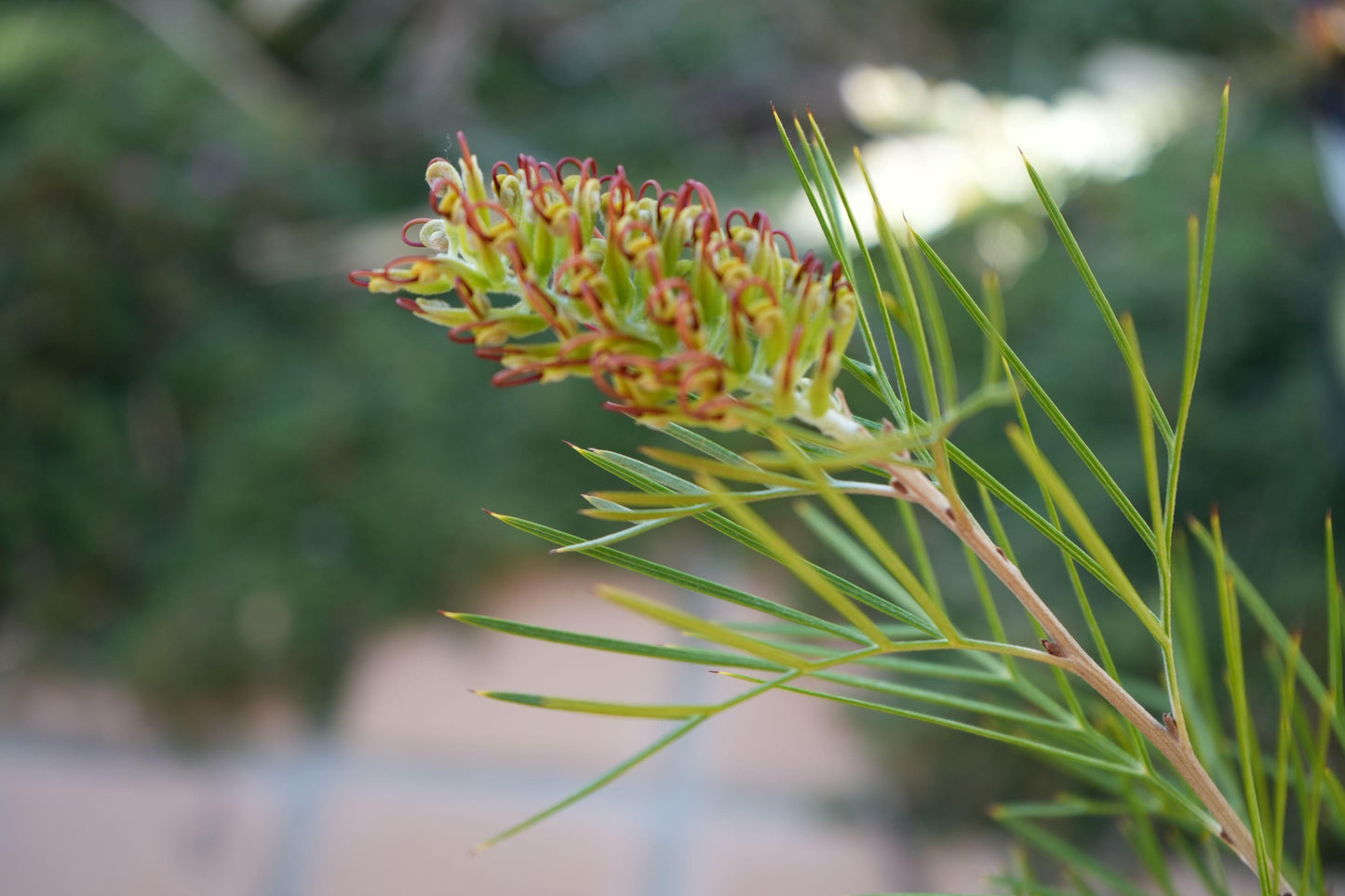 Grevillea 'Kings Rainbow': A Burst of Color, Hardy Beauty - Bonte Farm