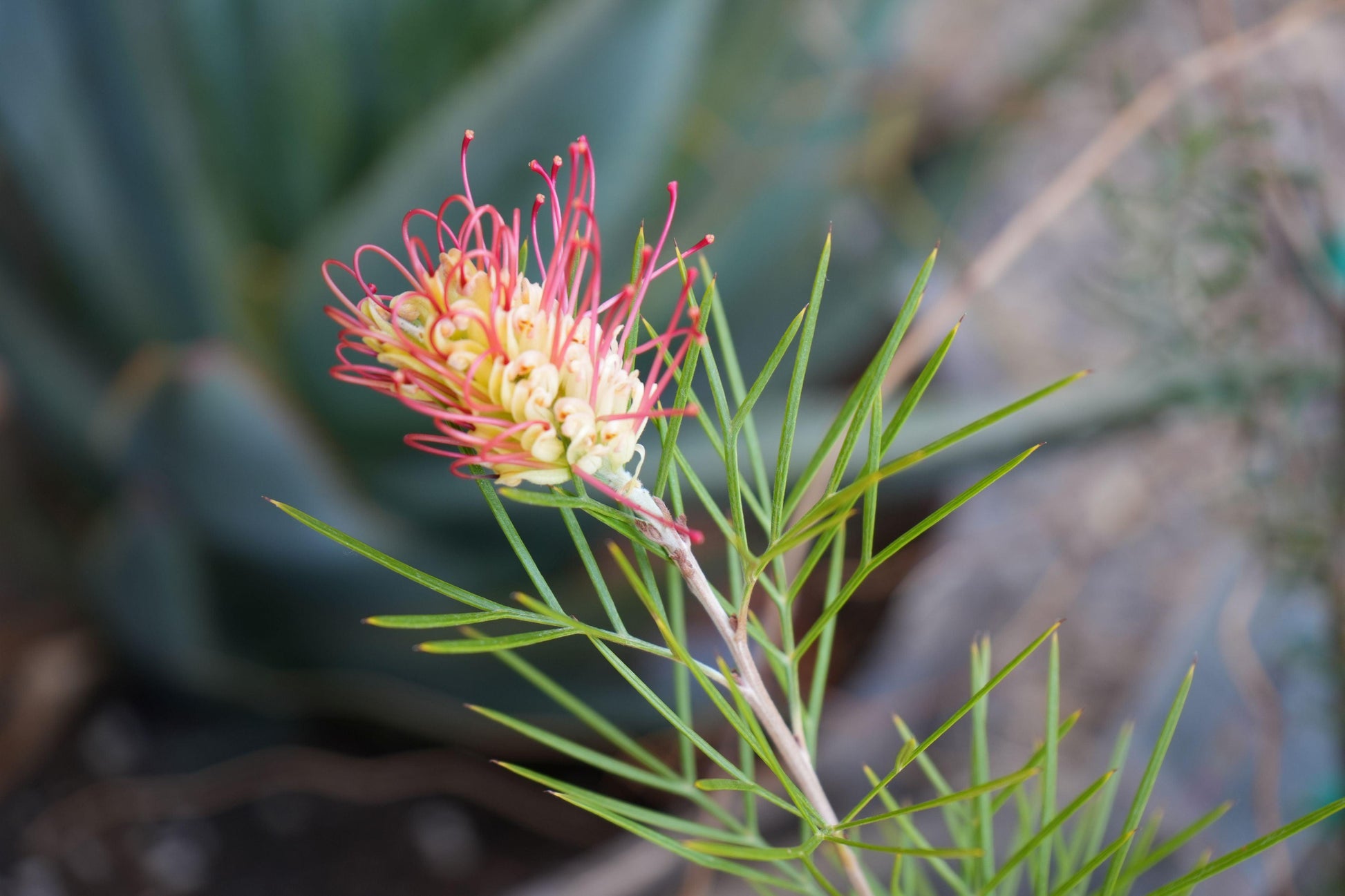 Grevillea 'Kings Rainbow': A Burst of Color, Hardy Beauty - Bonte Farm