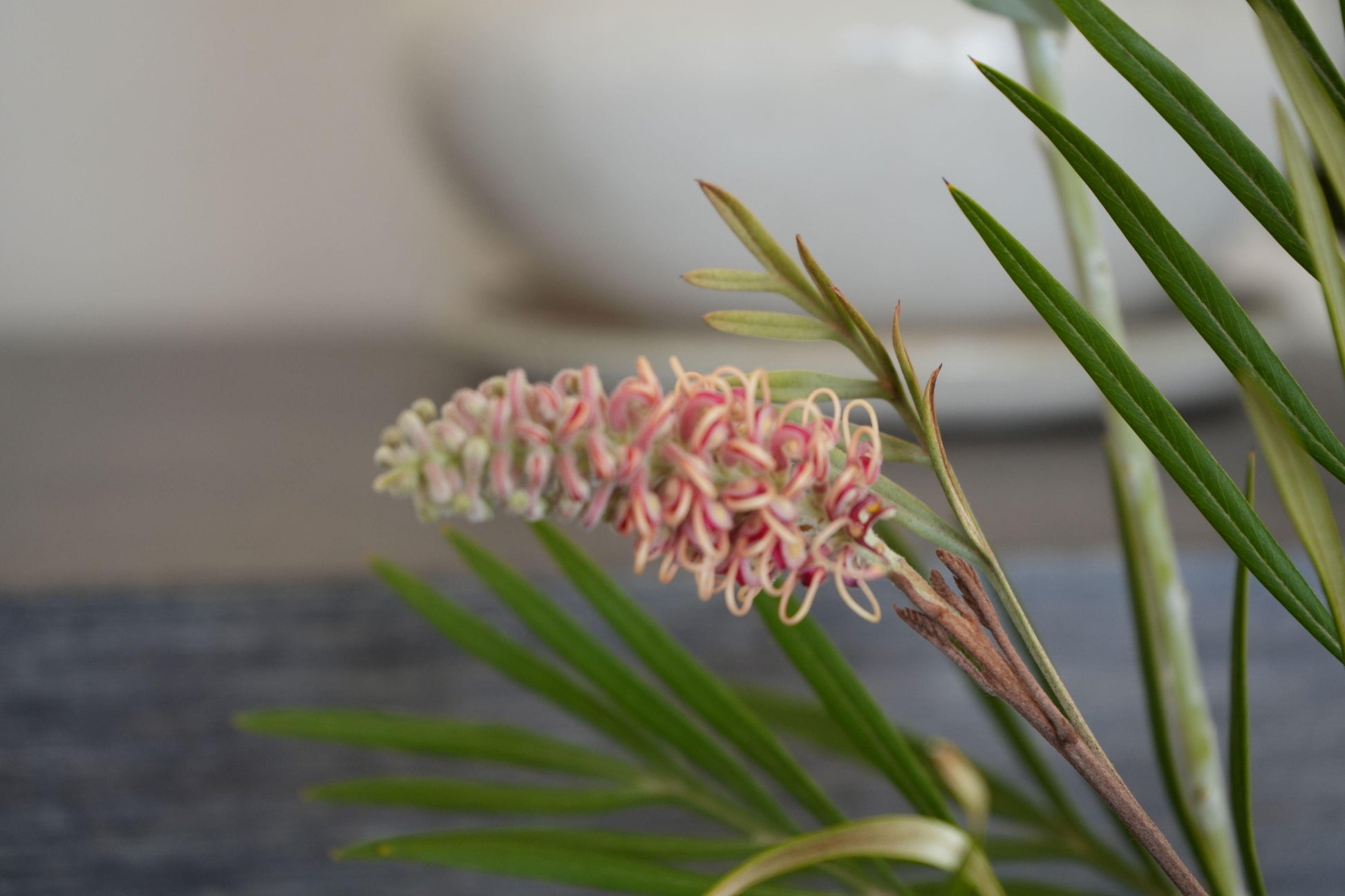 Grevillea 'Misty Mint': A Breath of Fresh Air for Your Garden - Bonte Farm