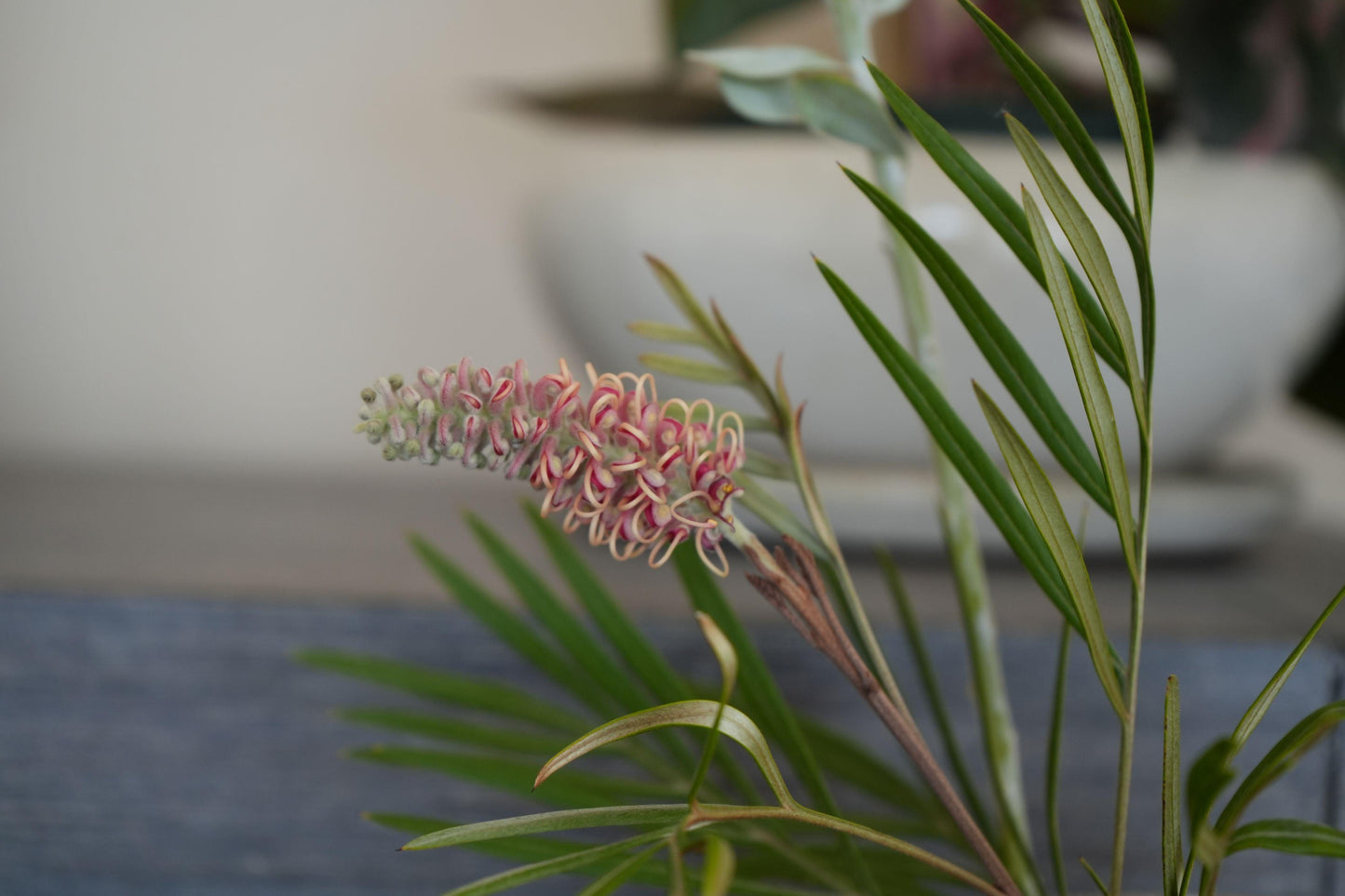 Grevillea 'Misty Mint': A Breath of Fresh Air for Your Garden - Bonte Farm