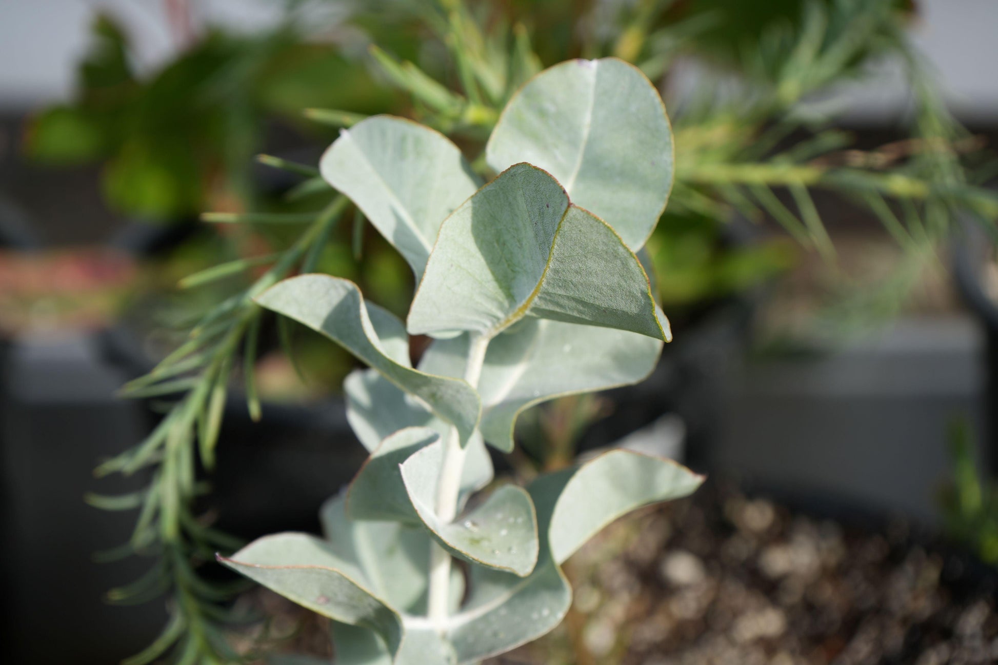 Eucalyptus macrocarpa: The Spectacular Rose of the West - Bonte Farm