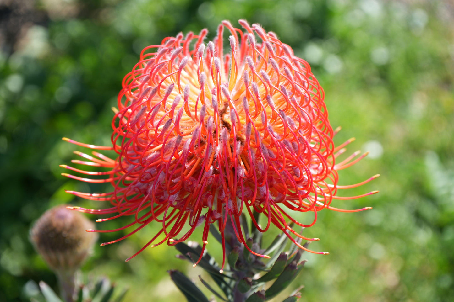 Leucospermum 'Blanche Ito': Unveiling the Pearlescent Pincushions of a Garden Gem - Bonte Farm
