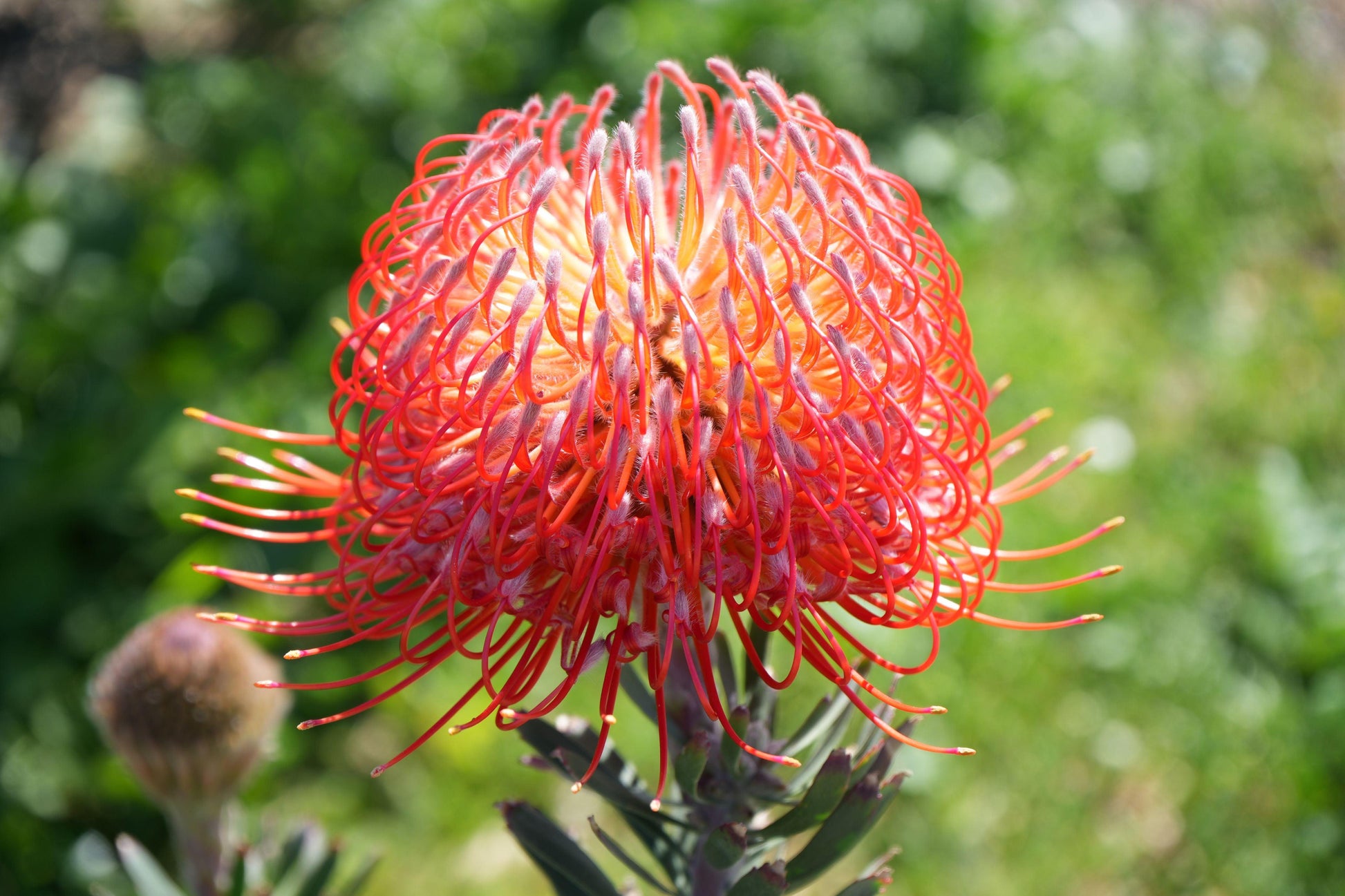 Leucospermum 'Blanche Ito': Unveiling the Pearlescent Pincushions of a Garden Gem - Bonte Farm
