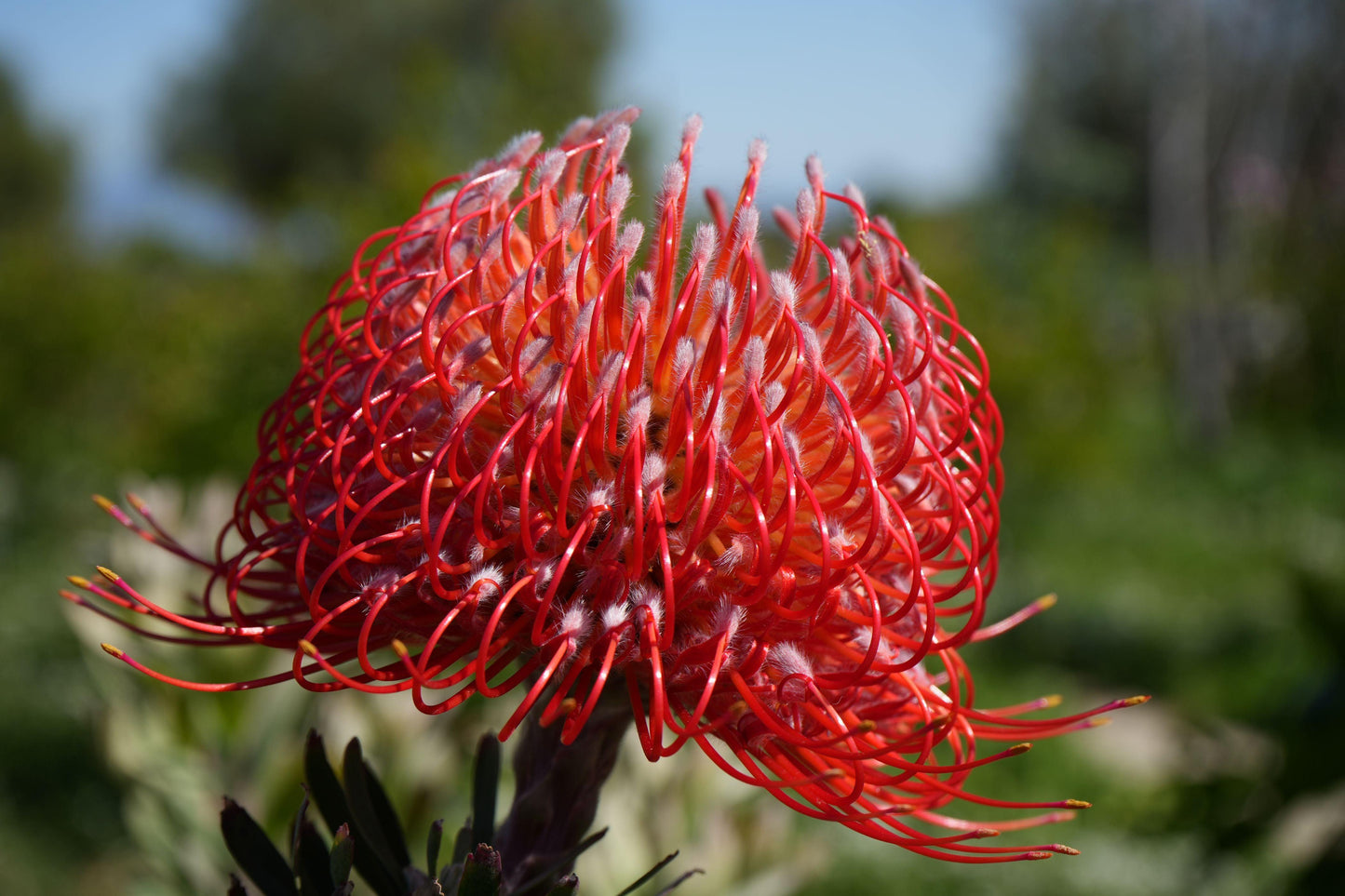 Leucospermum 'Blanche Ito': Unveiling the Pearlescent Pincushions of a Garden Gem - Bonte Farm