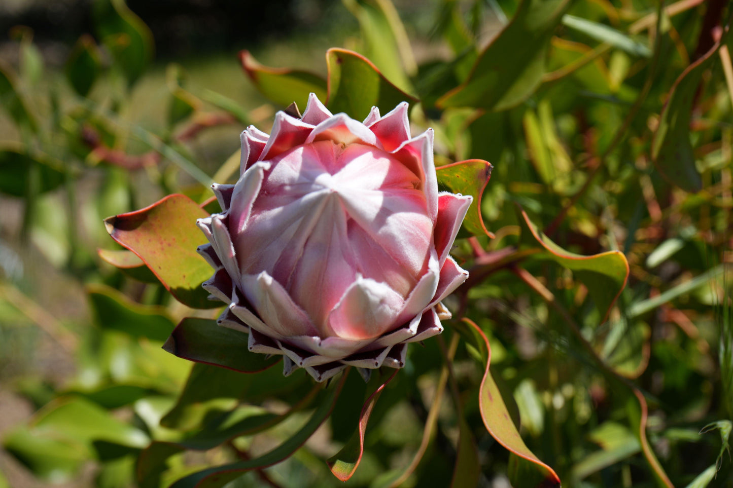 Protea Pink King: A Regal Bloom for Your Garden - Bonte Farm
