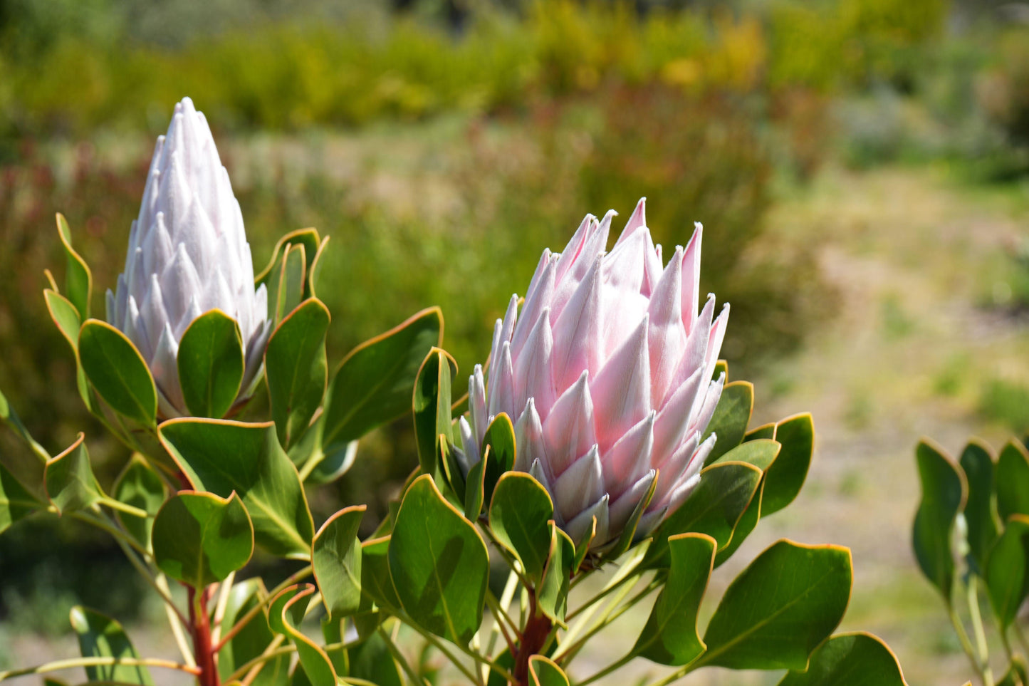 Protea Pink King: A Regal Bloom for Your Garden - Bonte Farm