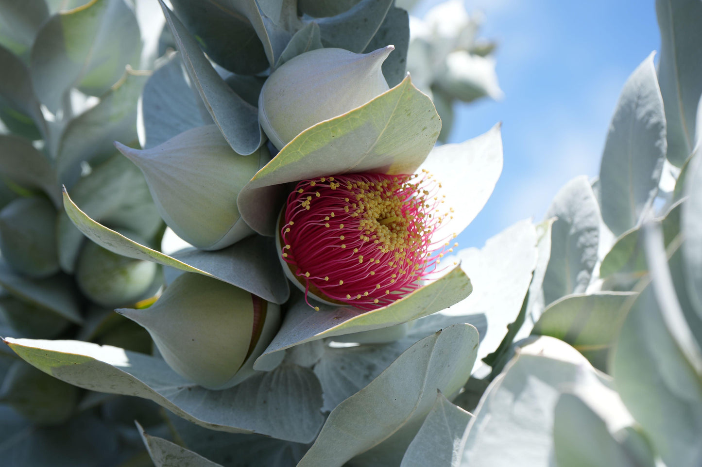 Eucalyptus macrocarpa: The Spectacular Rose of the West - Bonte Farm